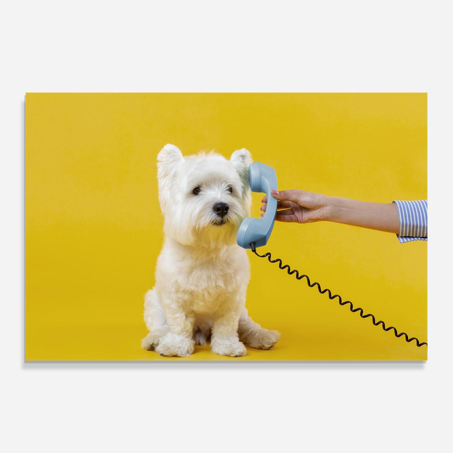 Glasbild Cute Little Dog mockup 0