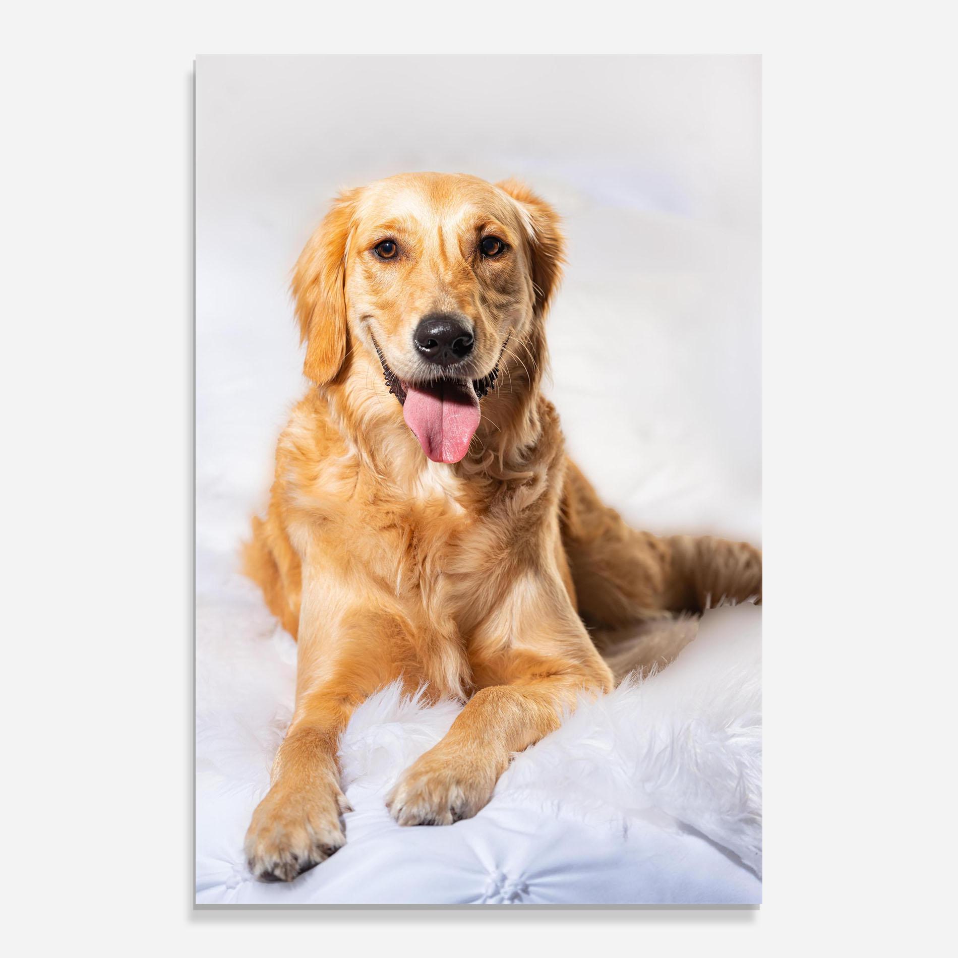 Glasbild Beautiful Gold Dog mockup 0