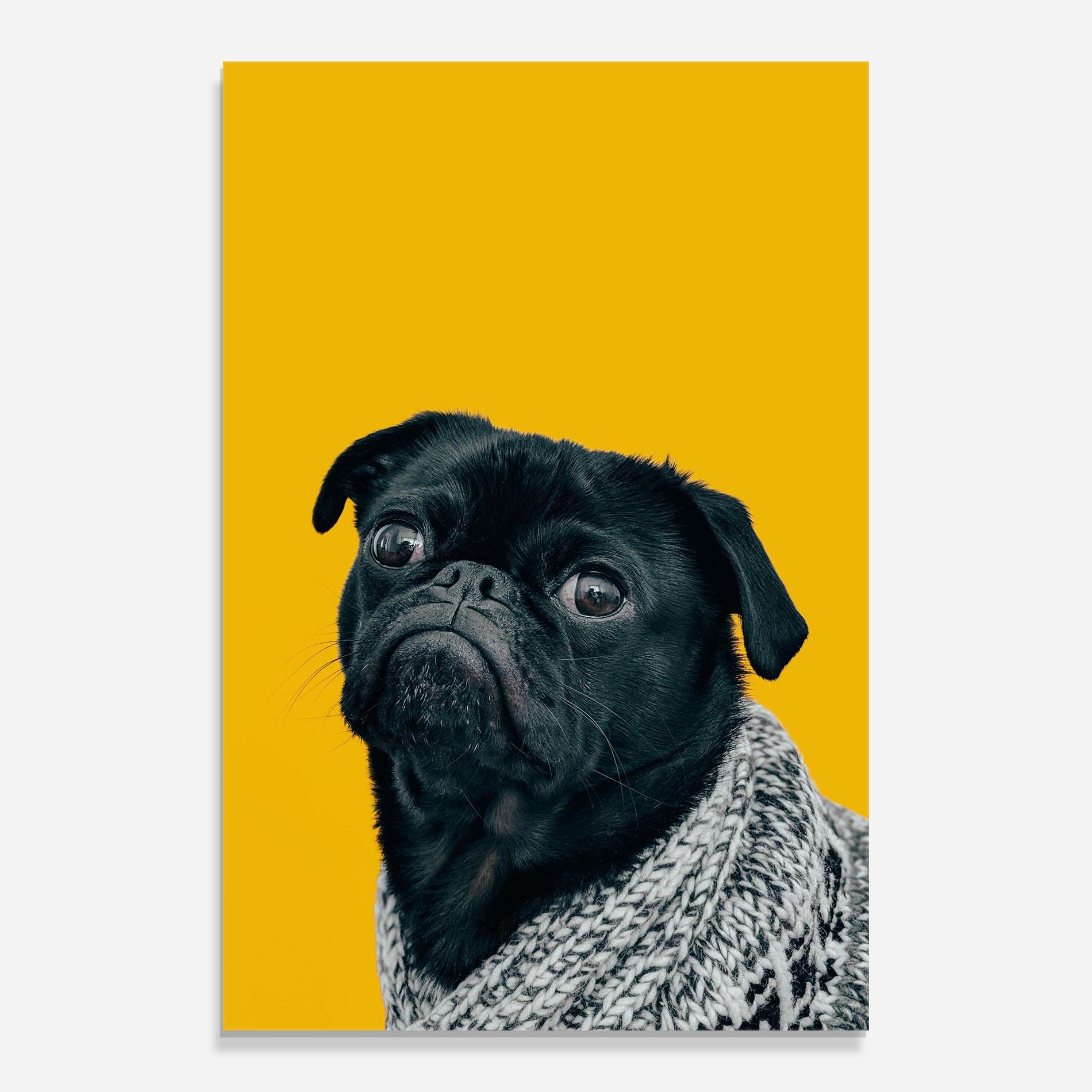 Glasbild Black Pug mockup 0