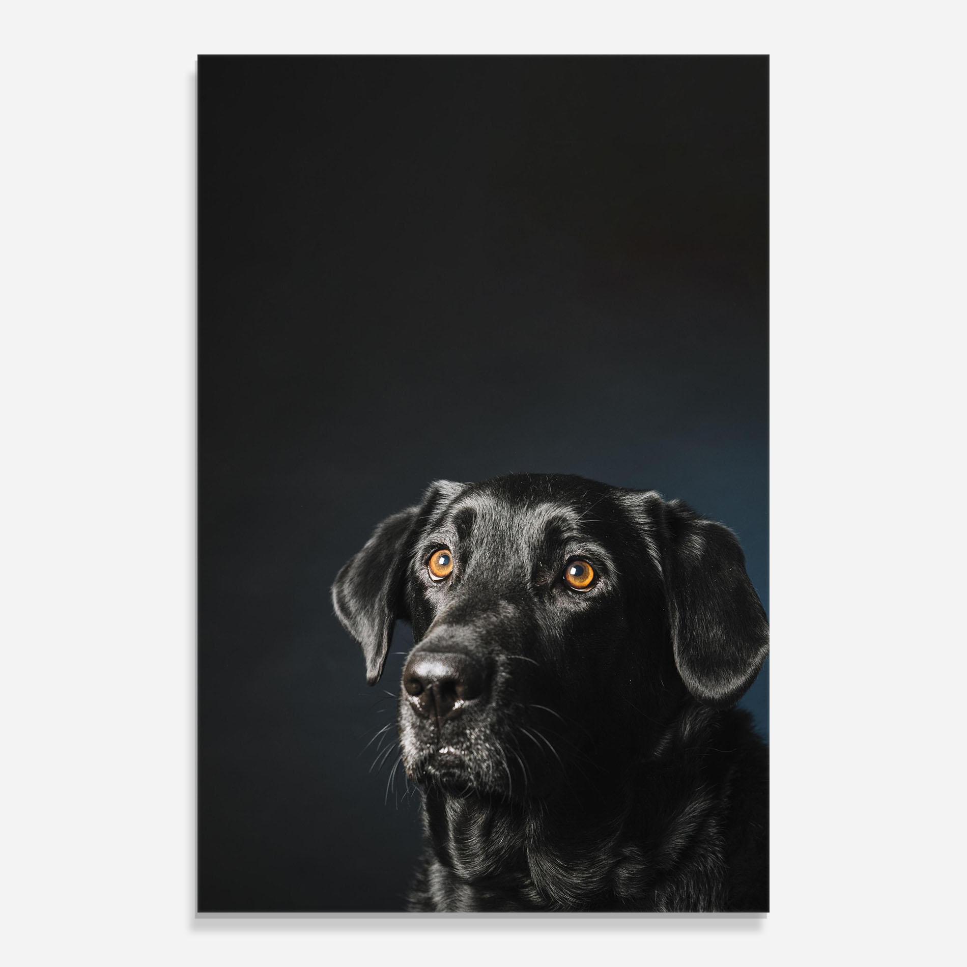 Glasbild Brown Eyes Dog mockup 0