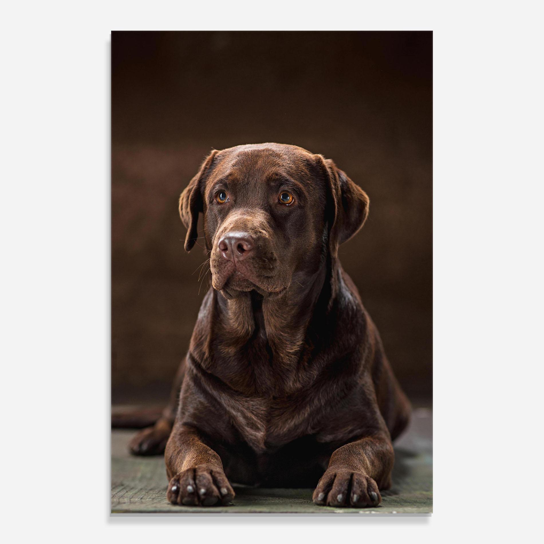 Glasbild Brown Labrador Dog mockup 0