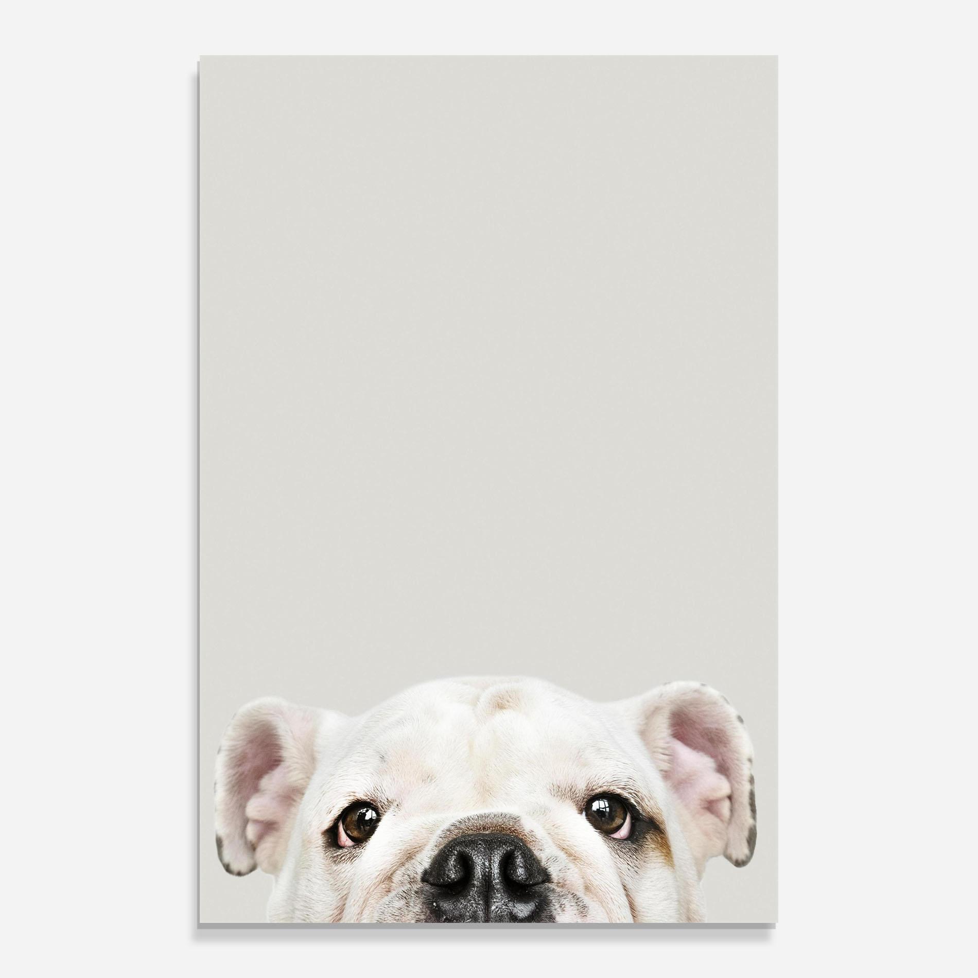 Glasbild Bulldog Eyes mockup 0