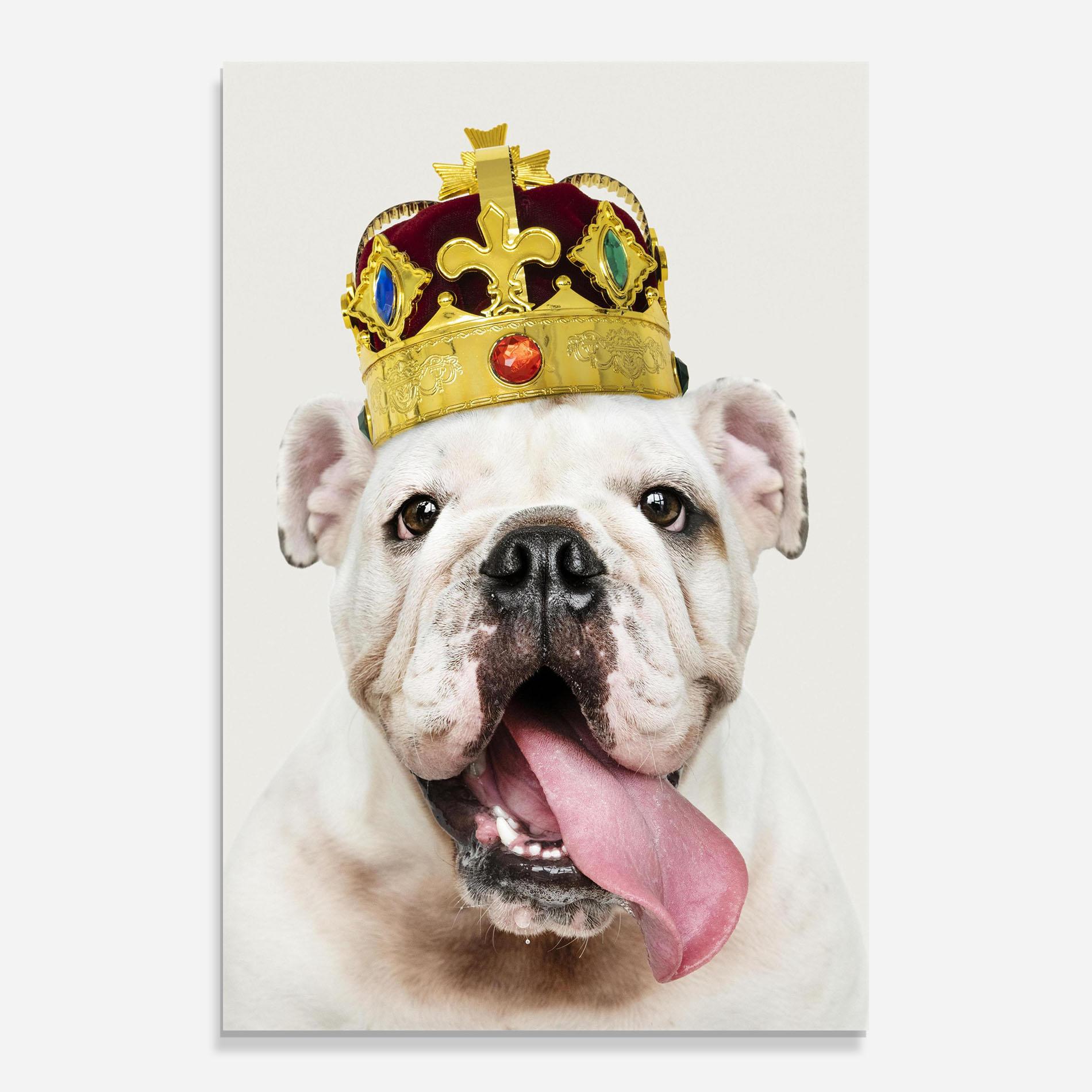 Glasbild Bulldog Wearing Crown mockup 0