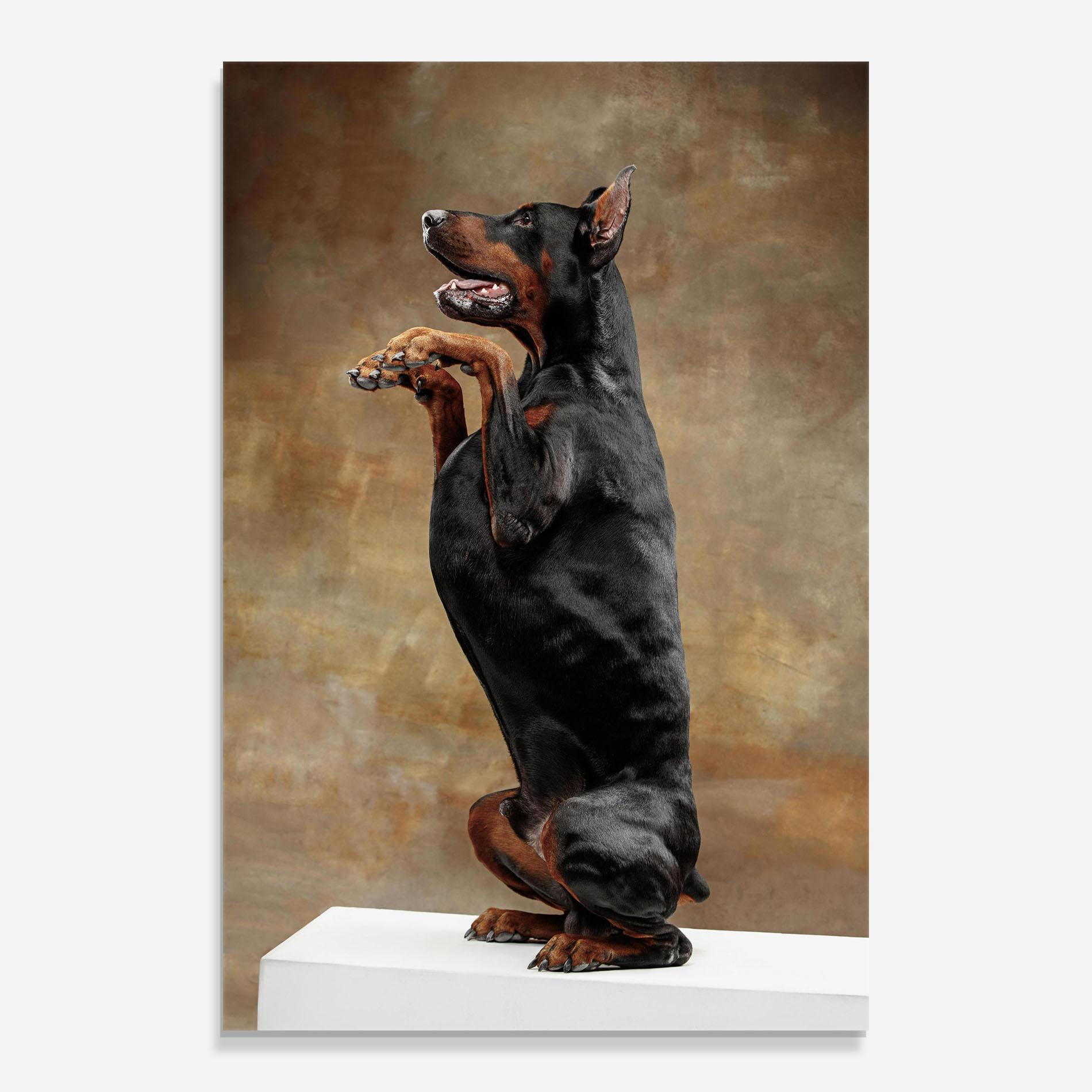 Glasbild Doberman Standing mockup 0