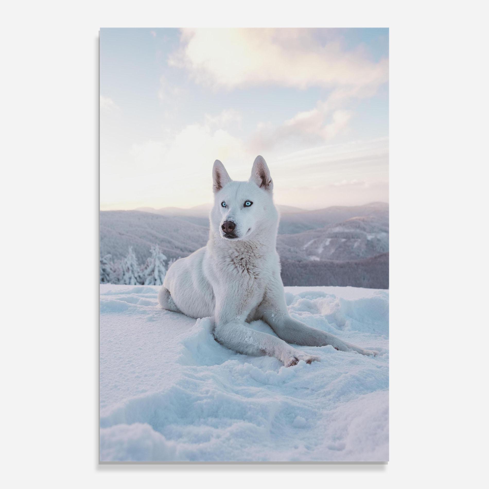 Glasbild White Husky mockup 0