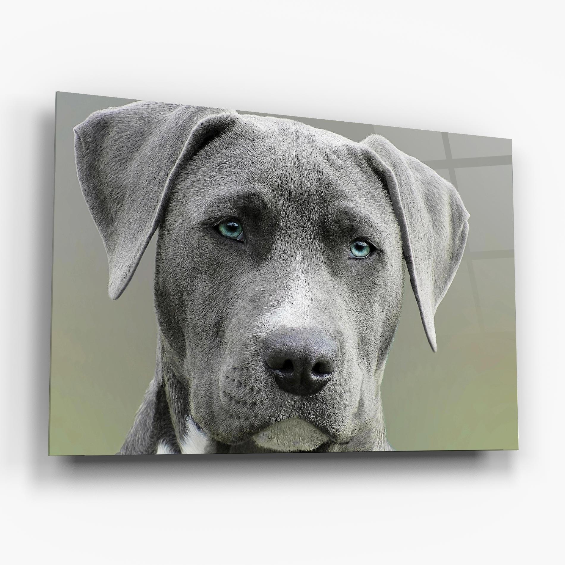 Glasbild Blue Eyes Dog mockup 6
