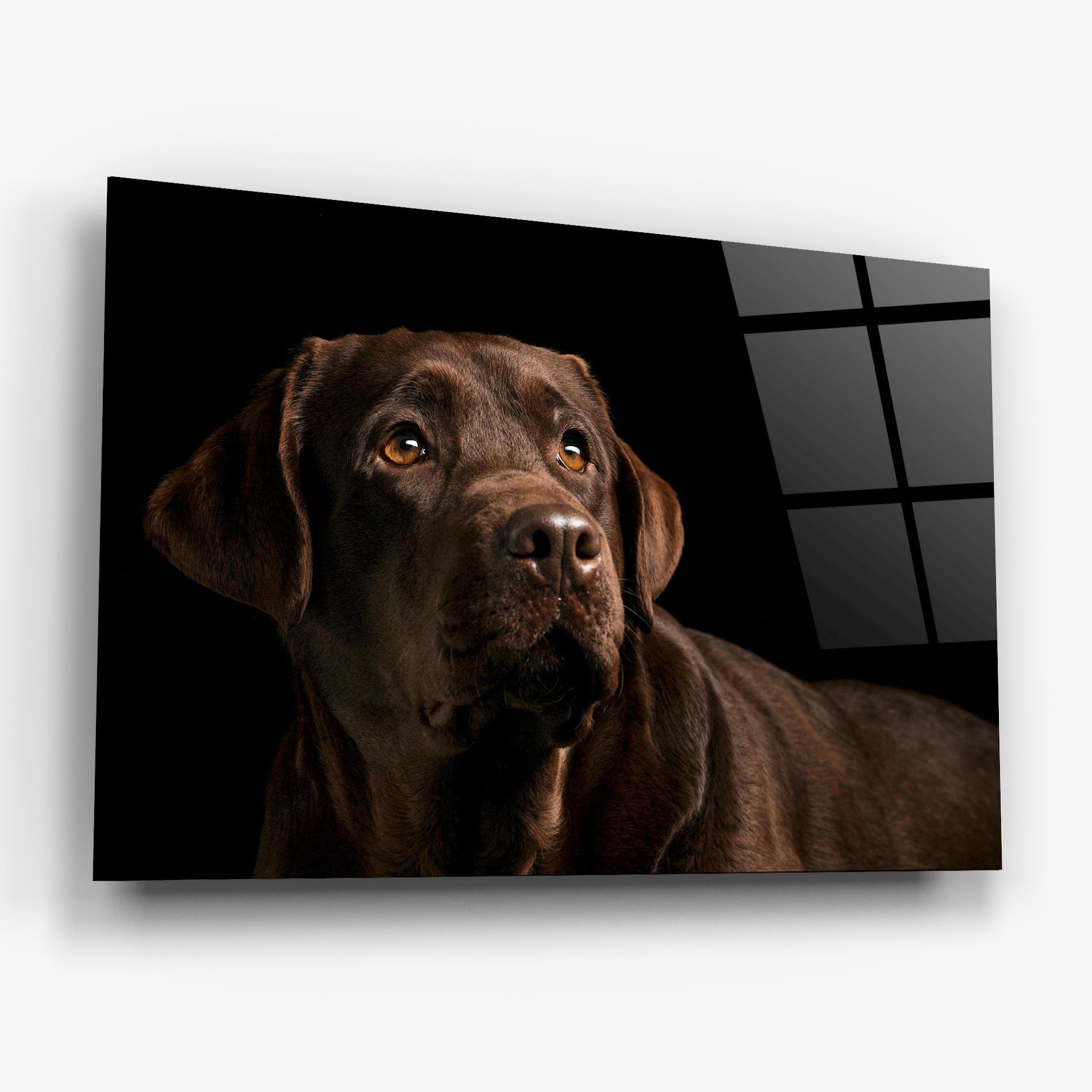 Glasbild Brown Labrador mockup 6