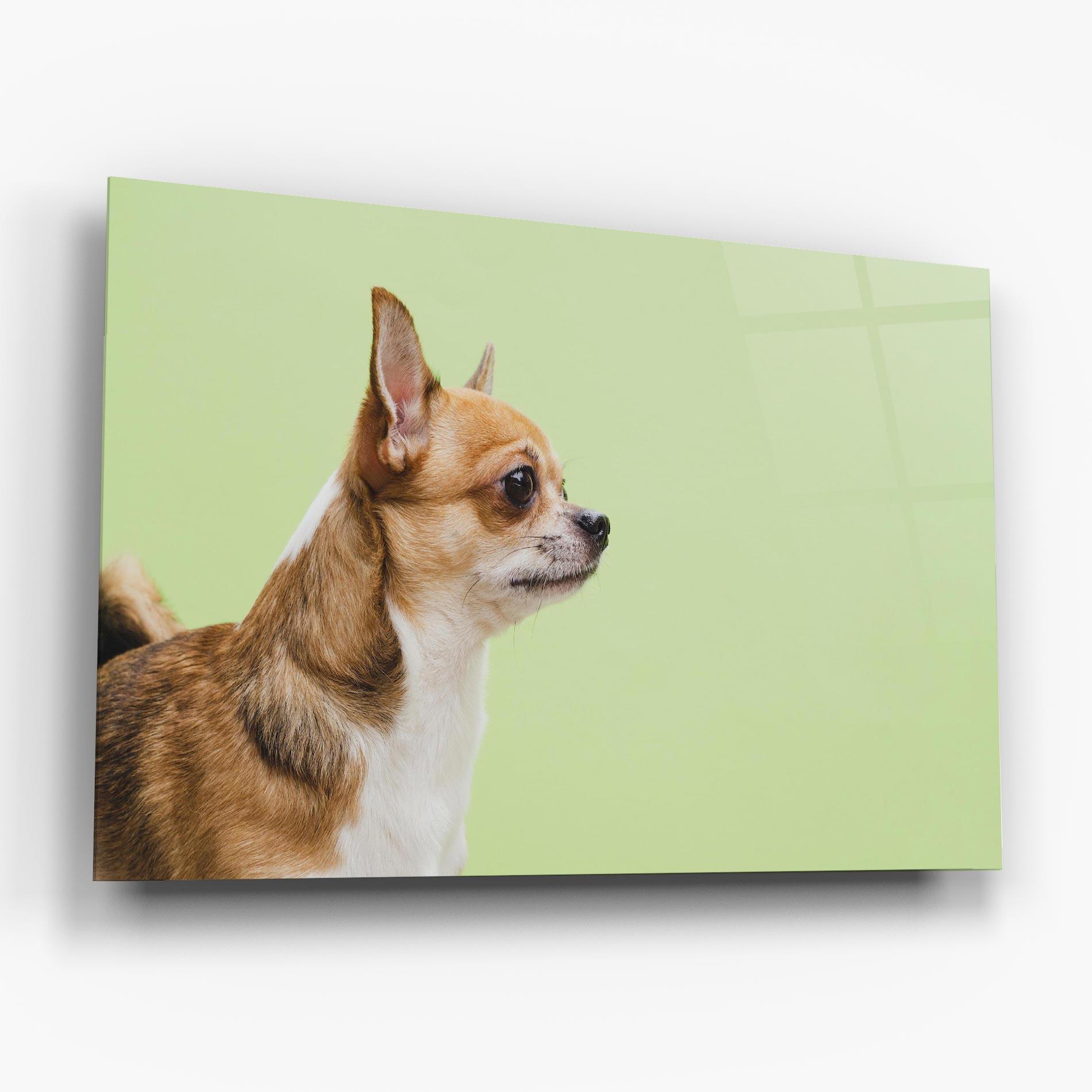 Glasbild Chihuahua Dog mockup 6
