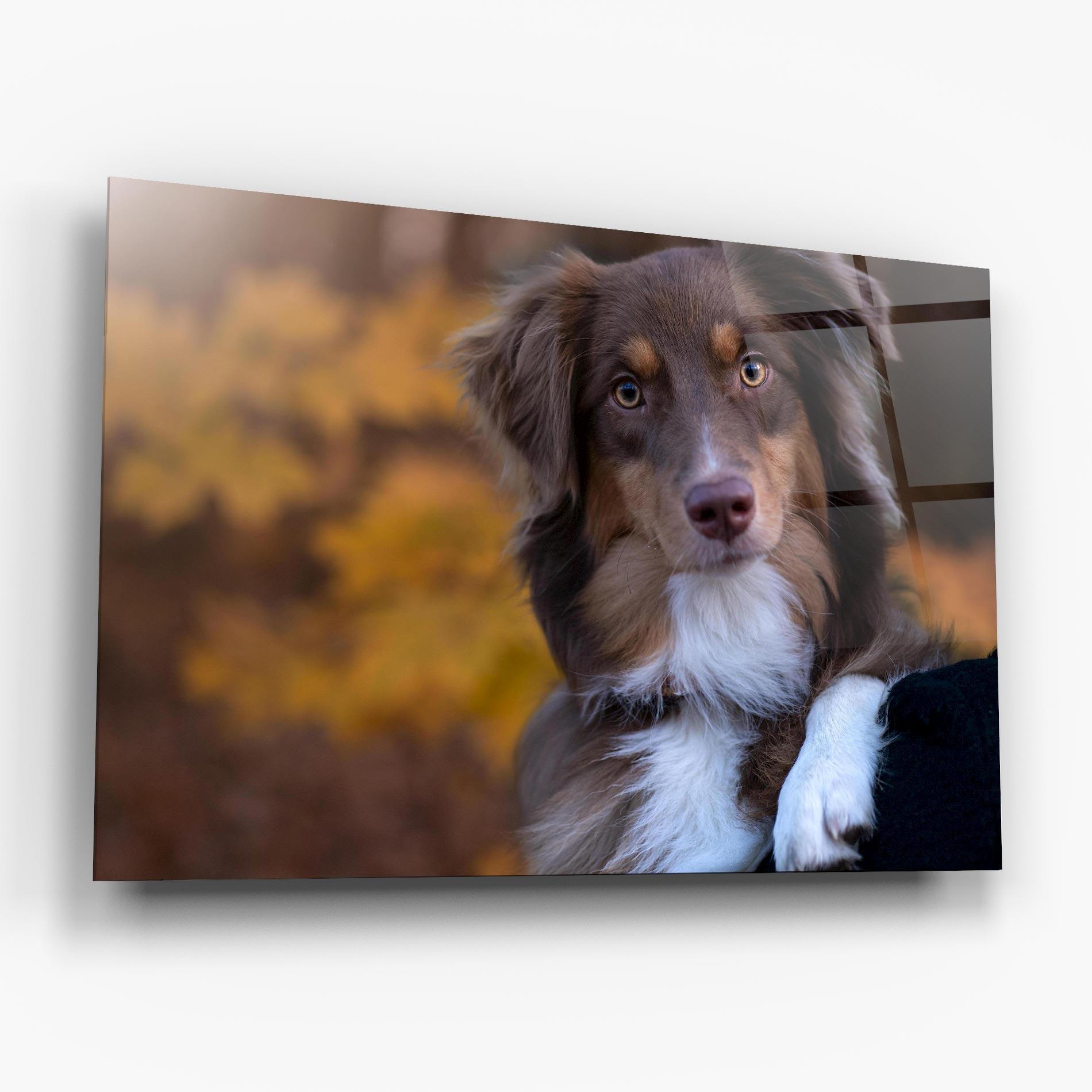 Glasbild Coffee Brown Dog mockup 6