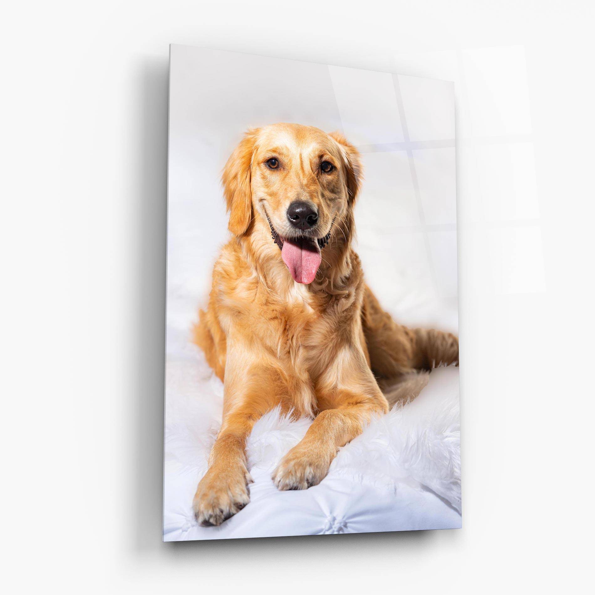 Glasbild Beautiful Gold Dog mockup 6