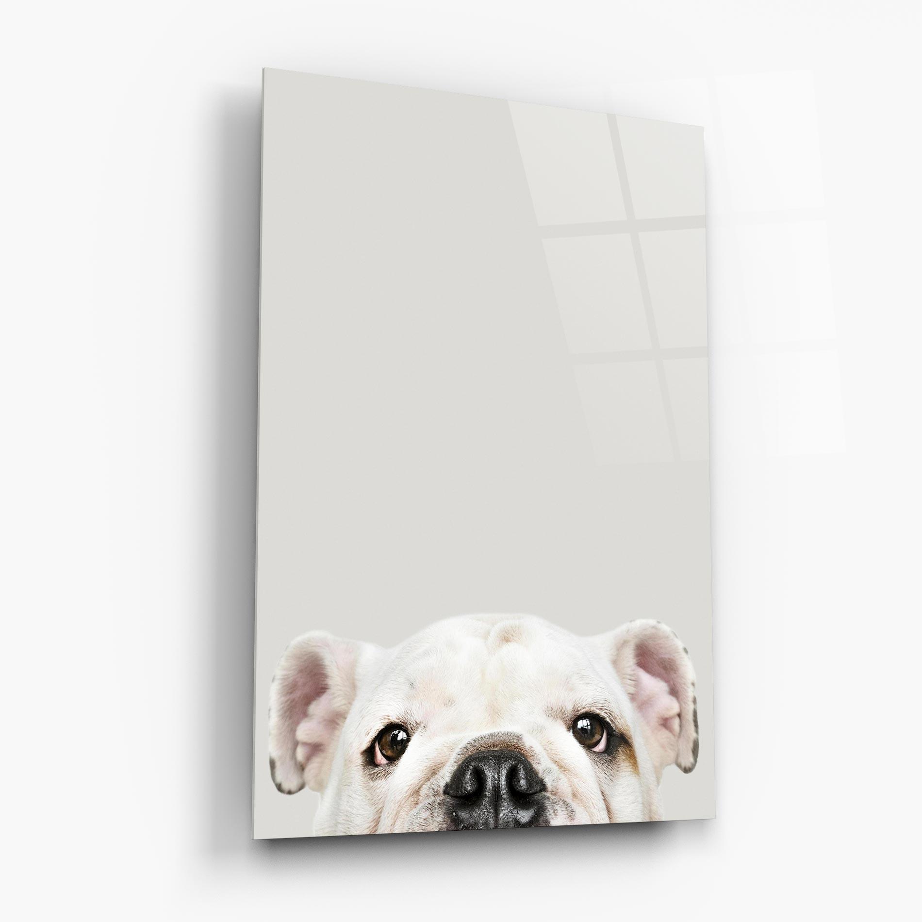 Glasbild Bulldog Eyes mockup 6