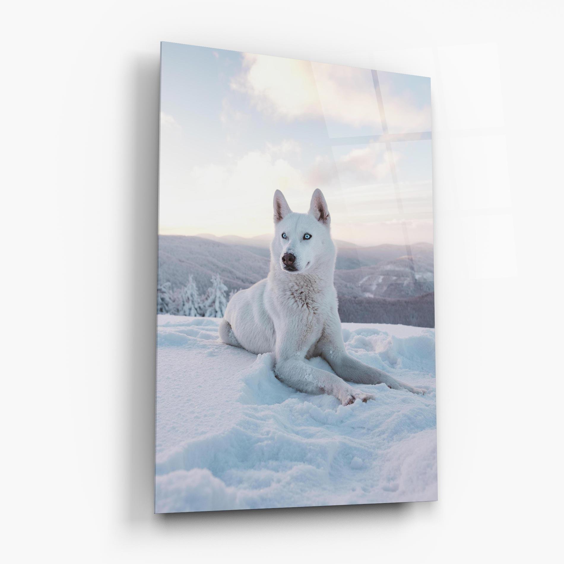 Glasbild White Husky mockup 6