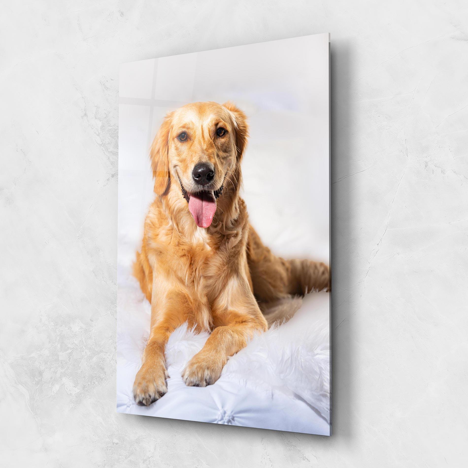 Glasbild Beautiful Gold Dog mockup 1