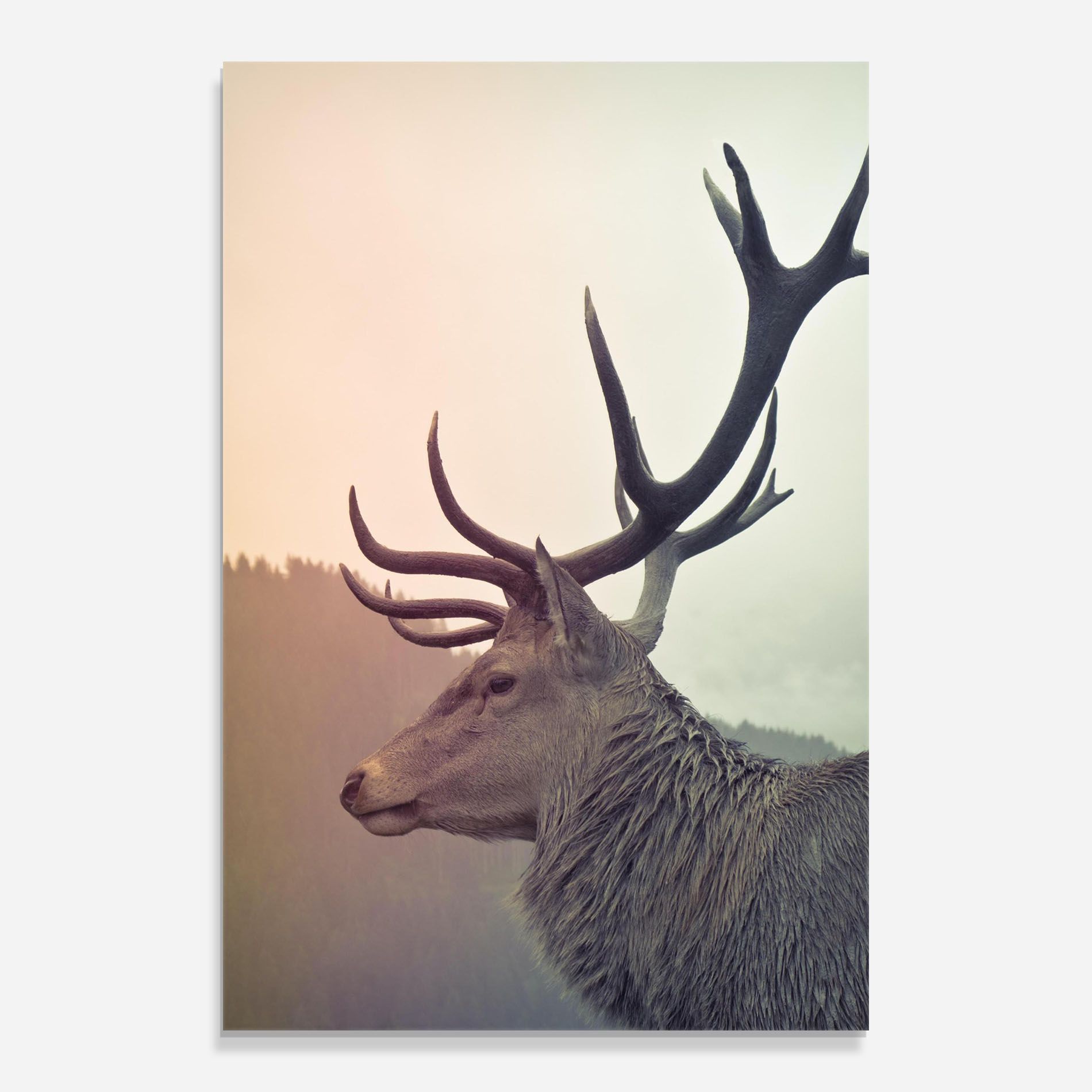 King Of The Forest mockup 0