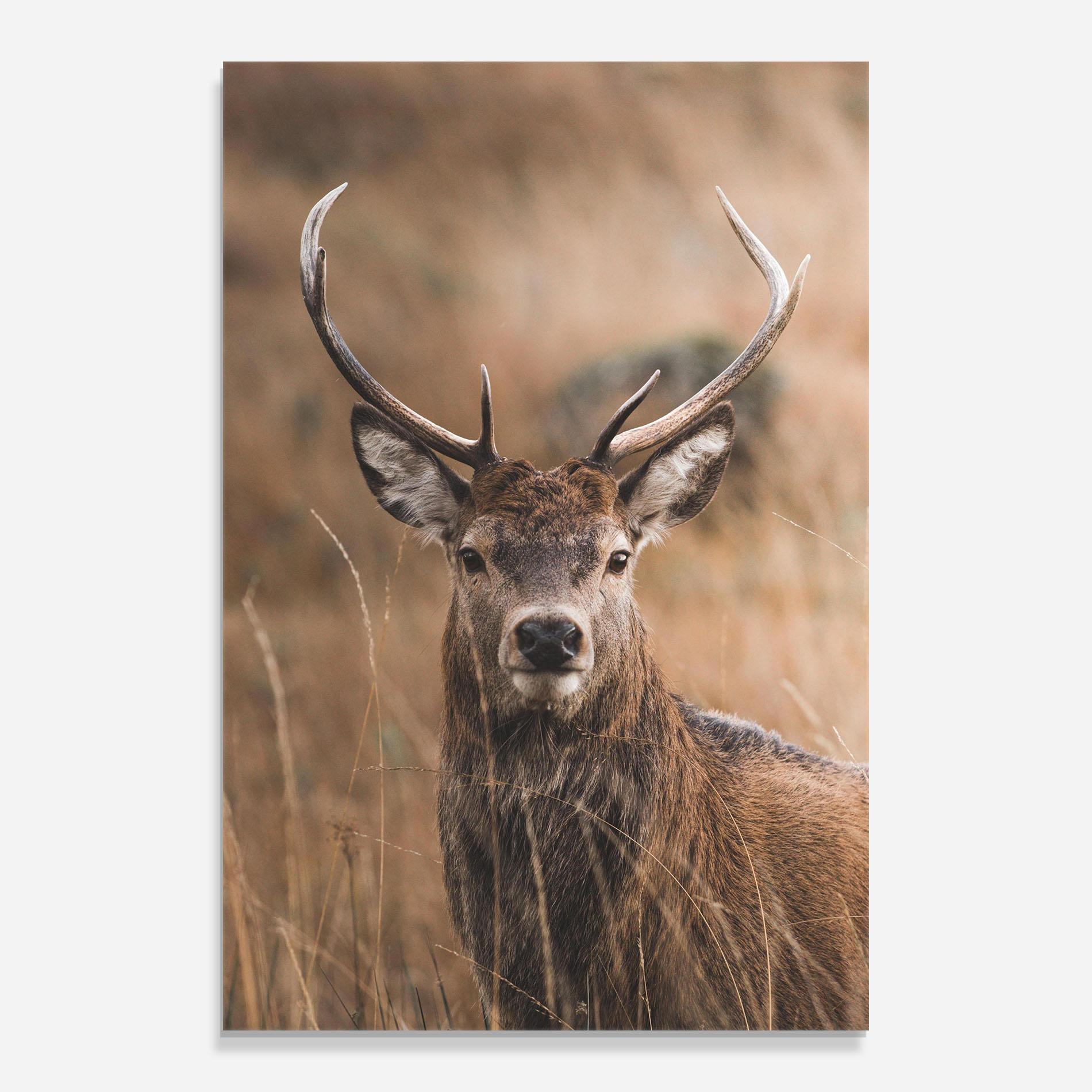 Glasbild Majestic Deer mockup 0