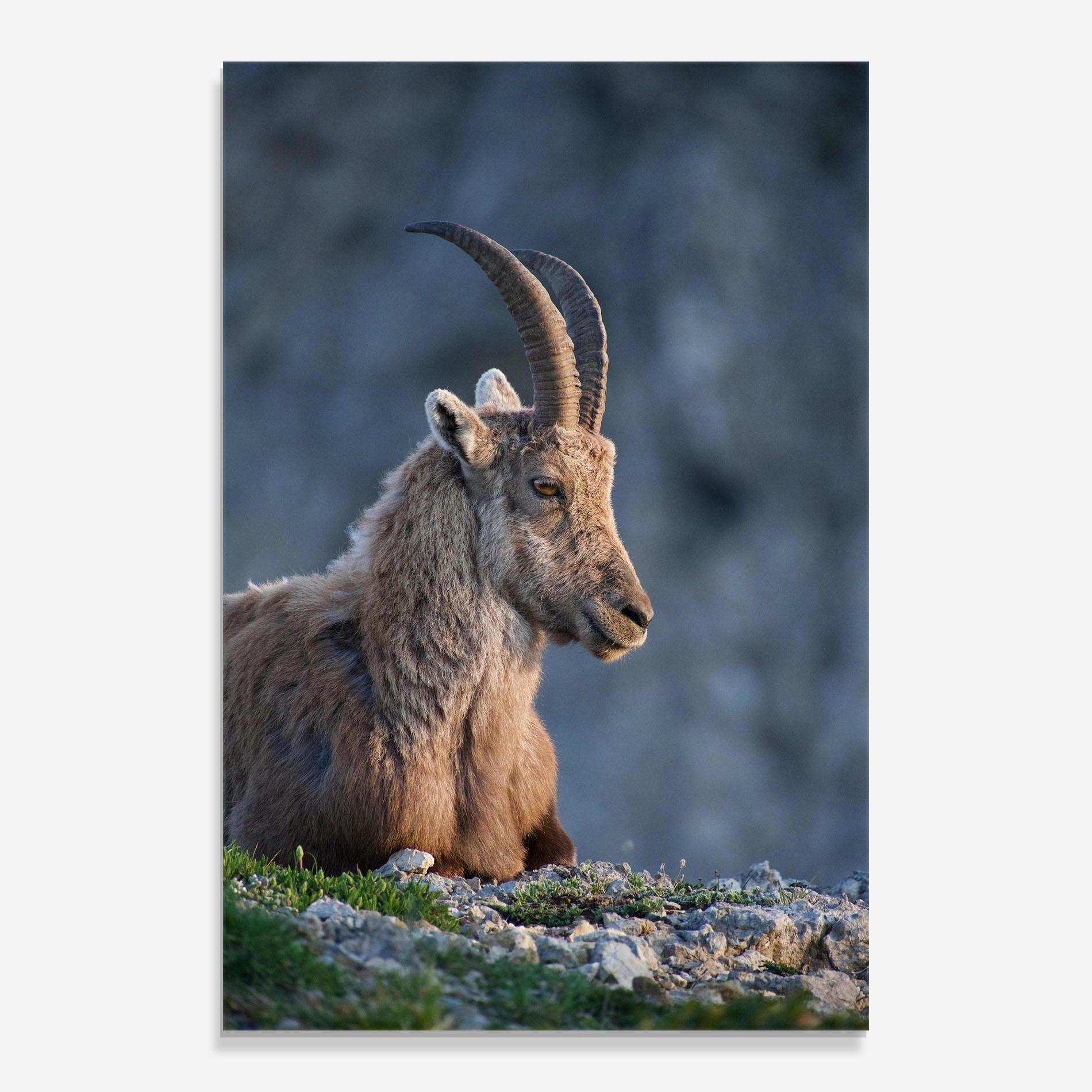 Glasbild Mountain Goat mockup 0