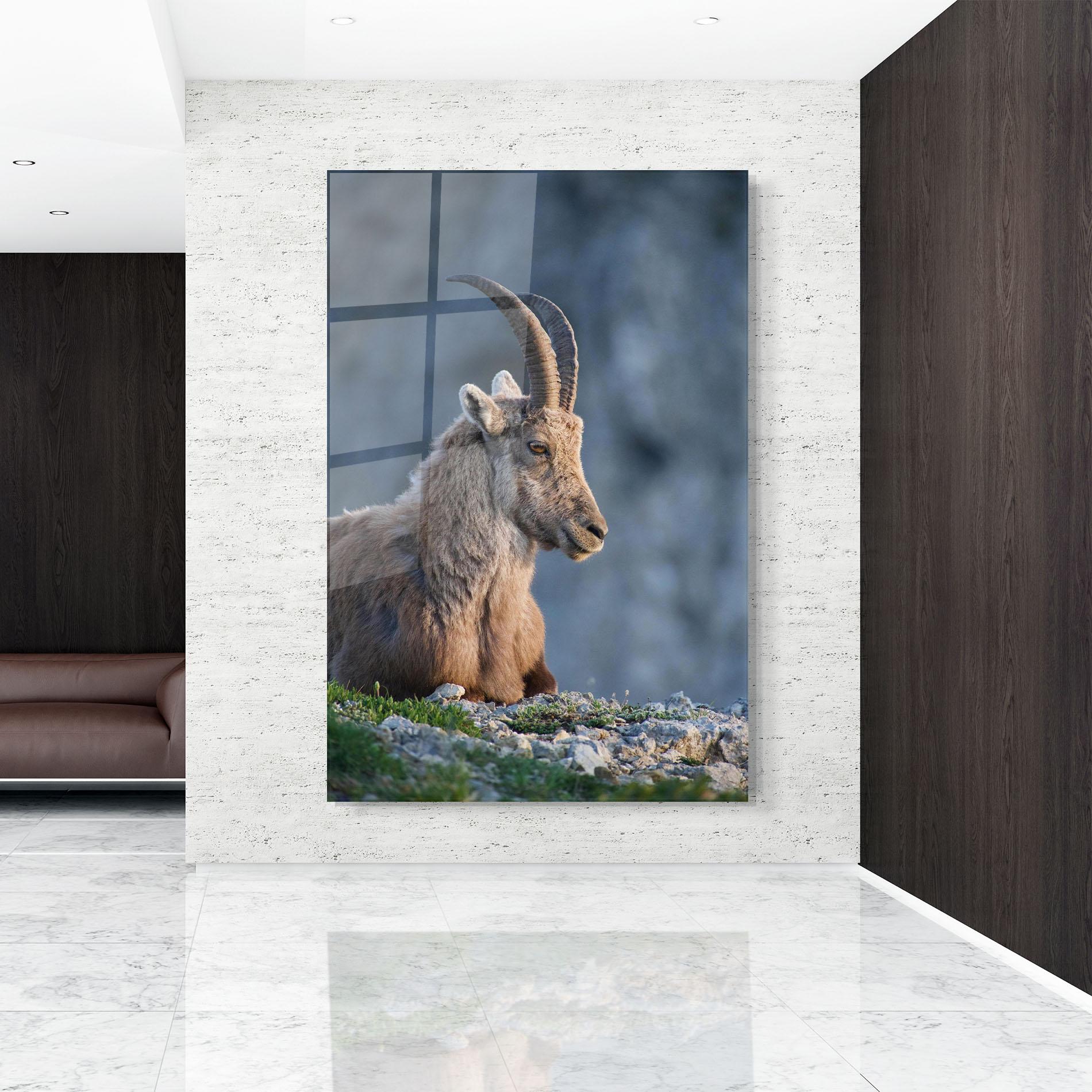 Glasbild Mountain Goat mockup 9