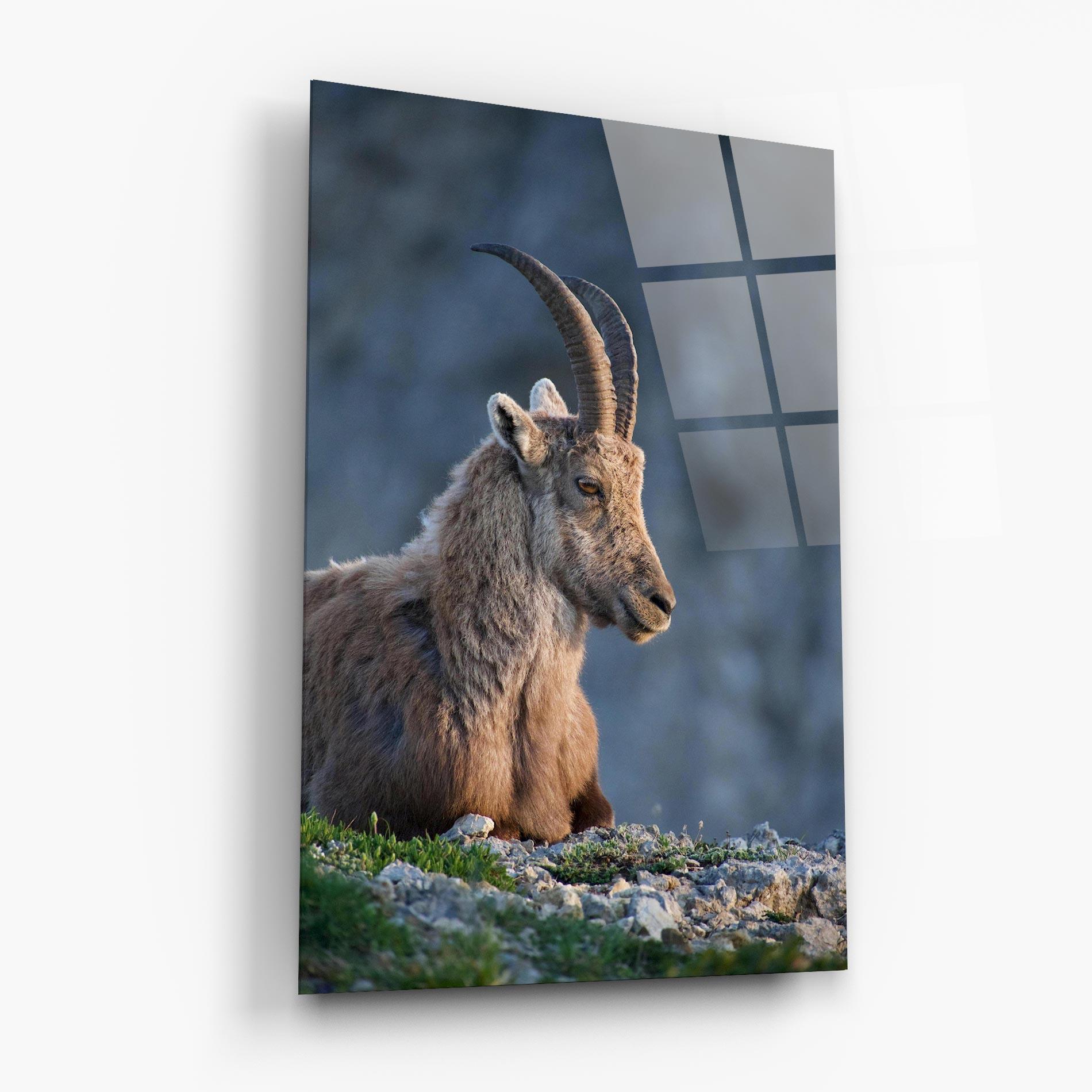 Glasbild Mountain Goat mockup 6