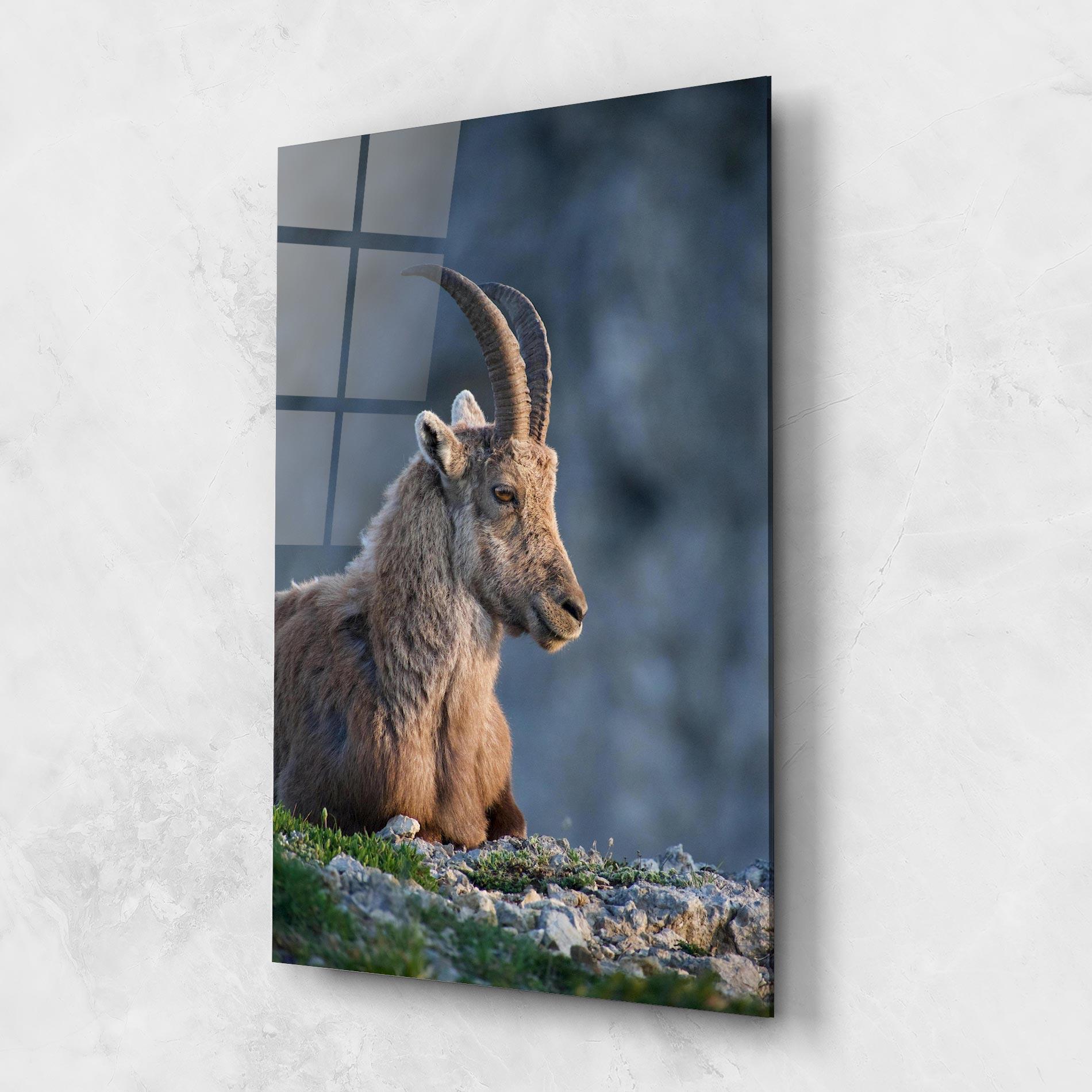Glasbild Mountain Goat mockup 1