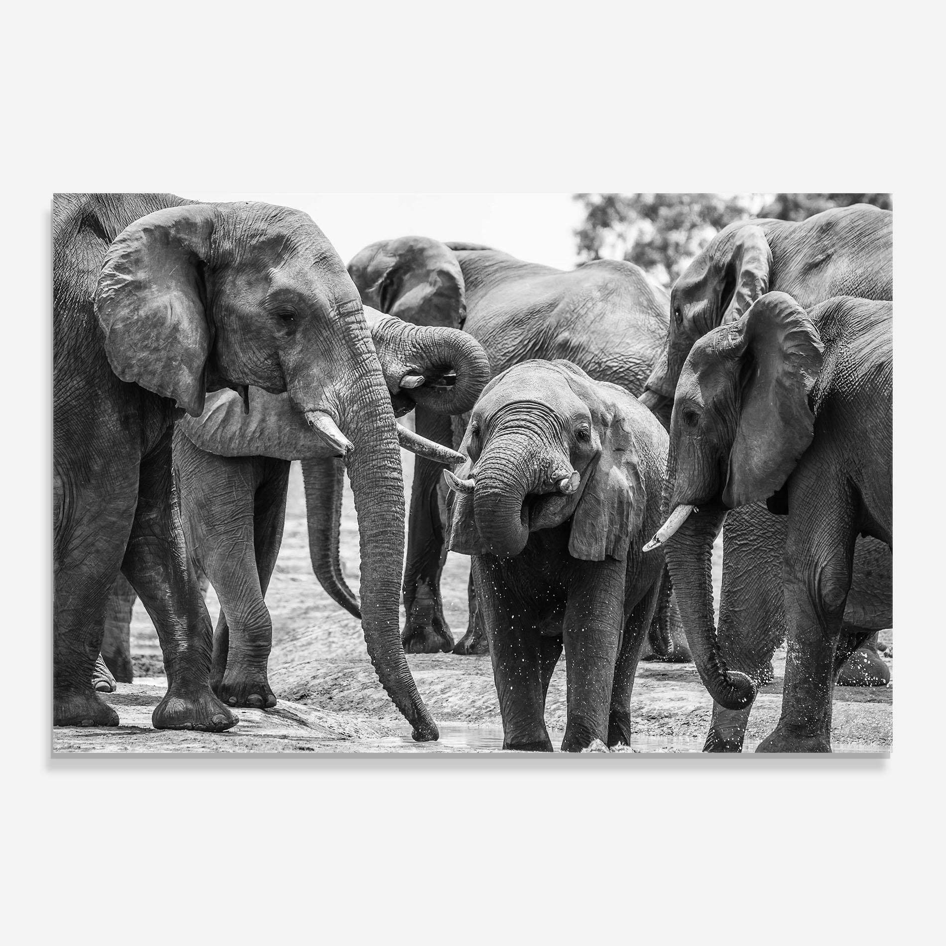 Glasbild Elephant Playing mockup 0