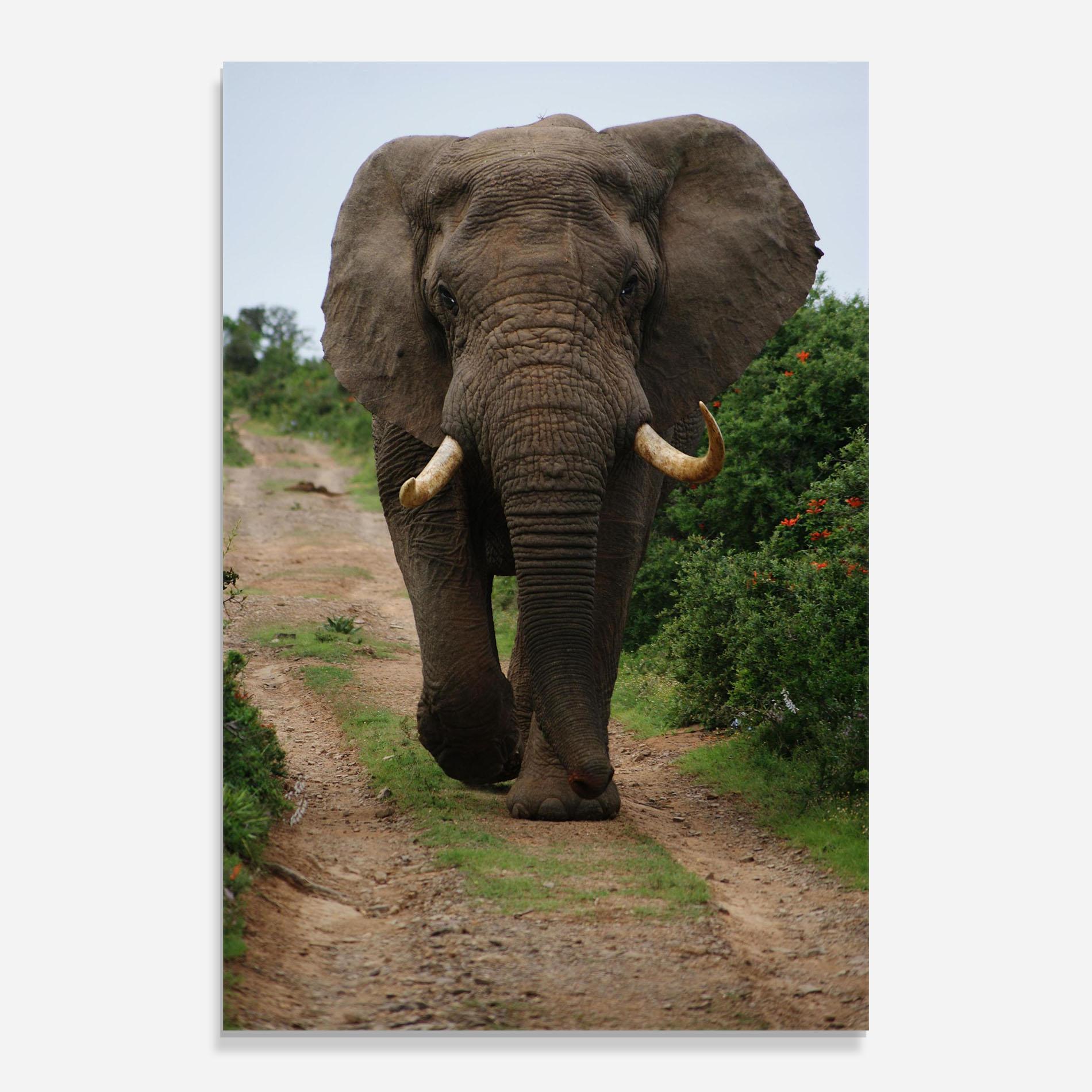 Glasbild Elephant Safari mockup 0