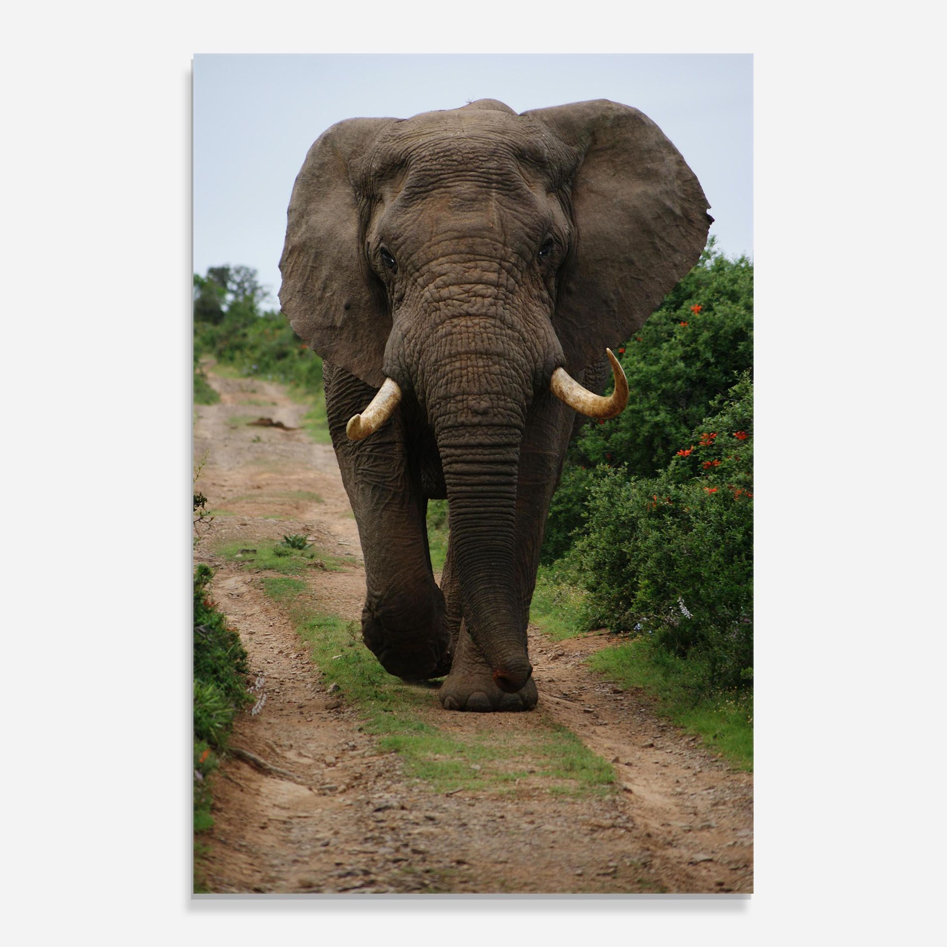 Elephant Safari mockup 0