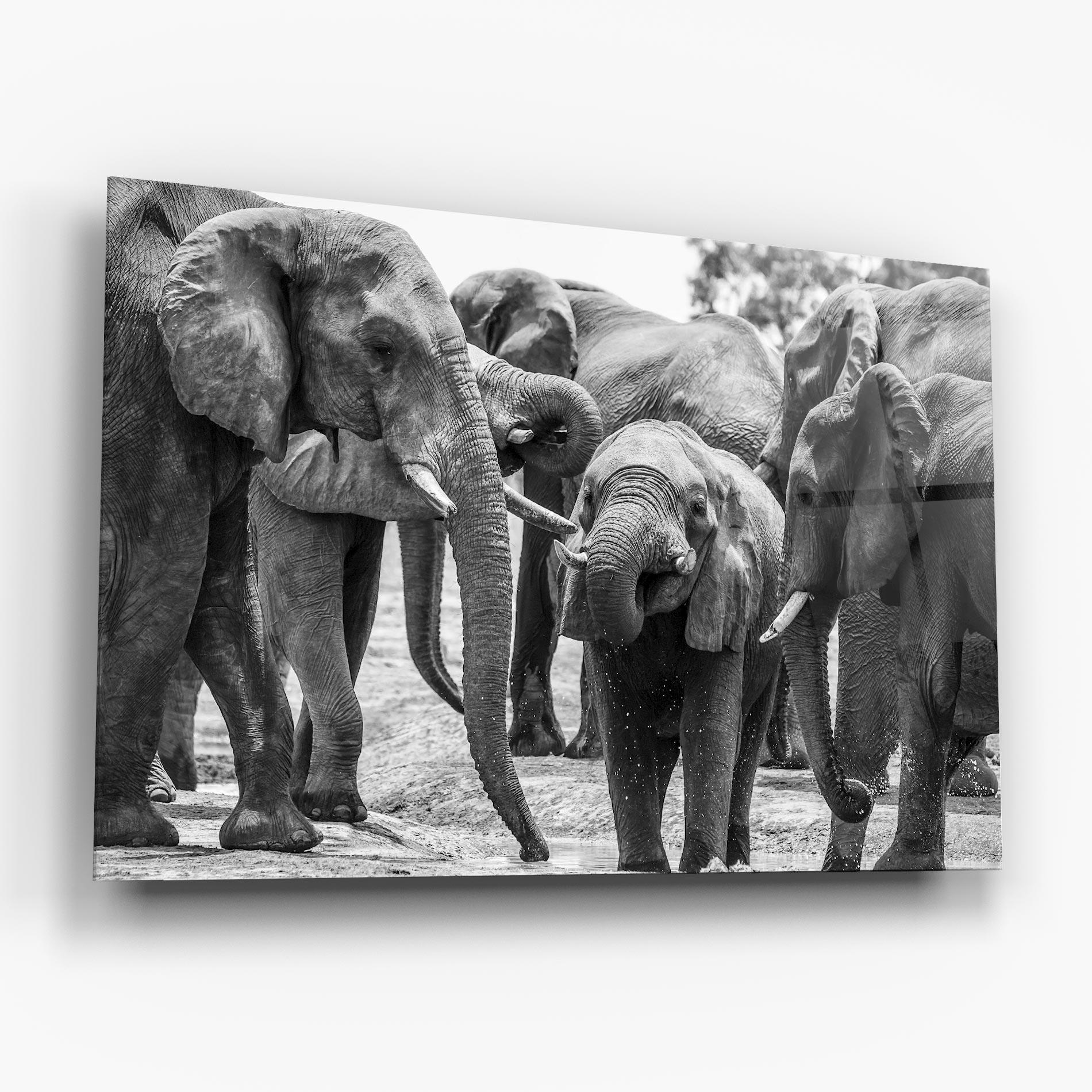Glasbild Elephant Playing mockup 6