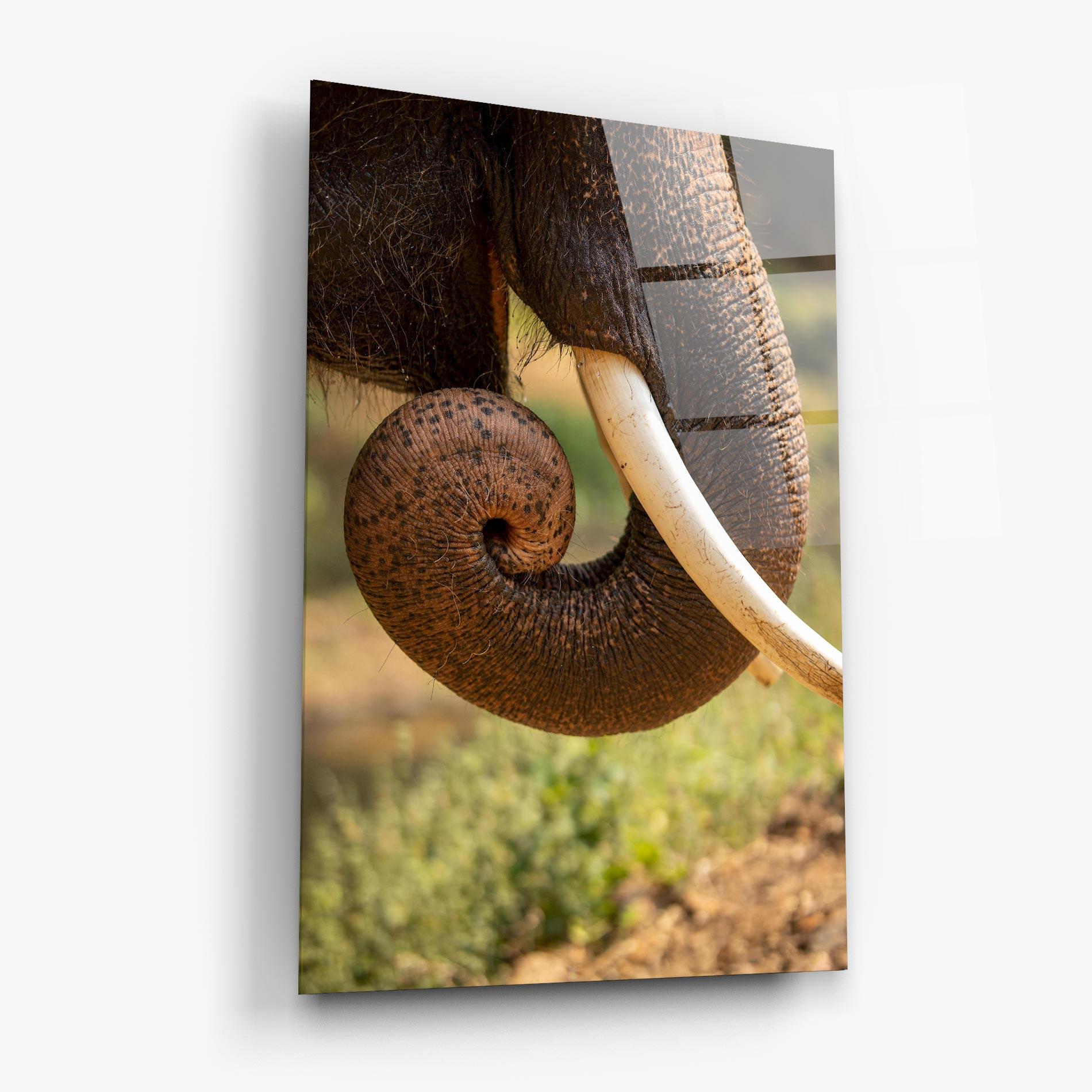 Glasbild Elephant Mouth Close Up mockup 6