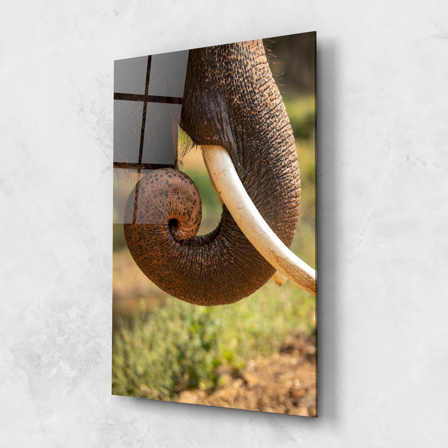 Glasbild Elephant Mouth Close Up mockup 1