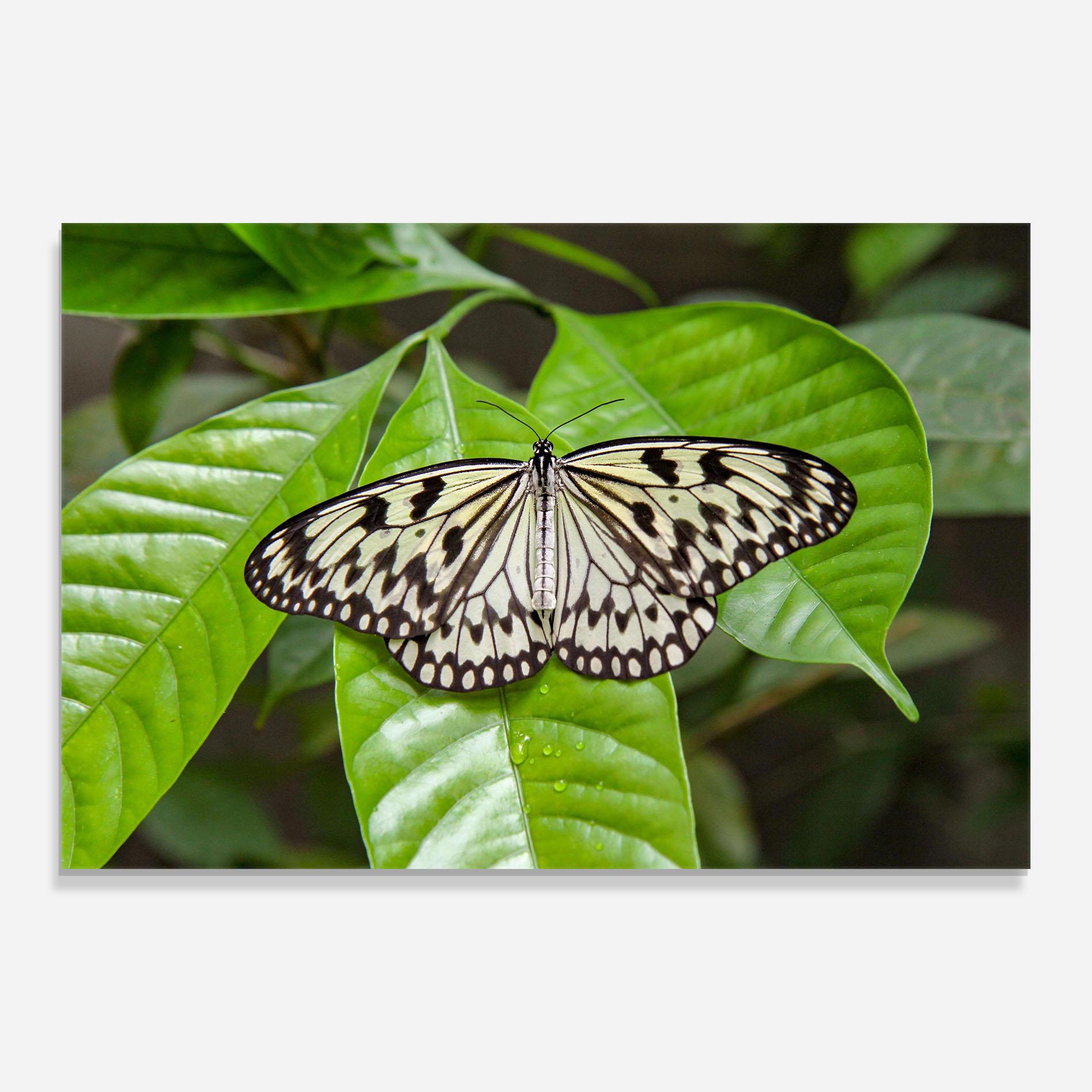 Glasbild Beautiful White Butterfly mockup 0