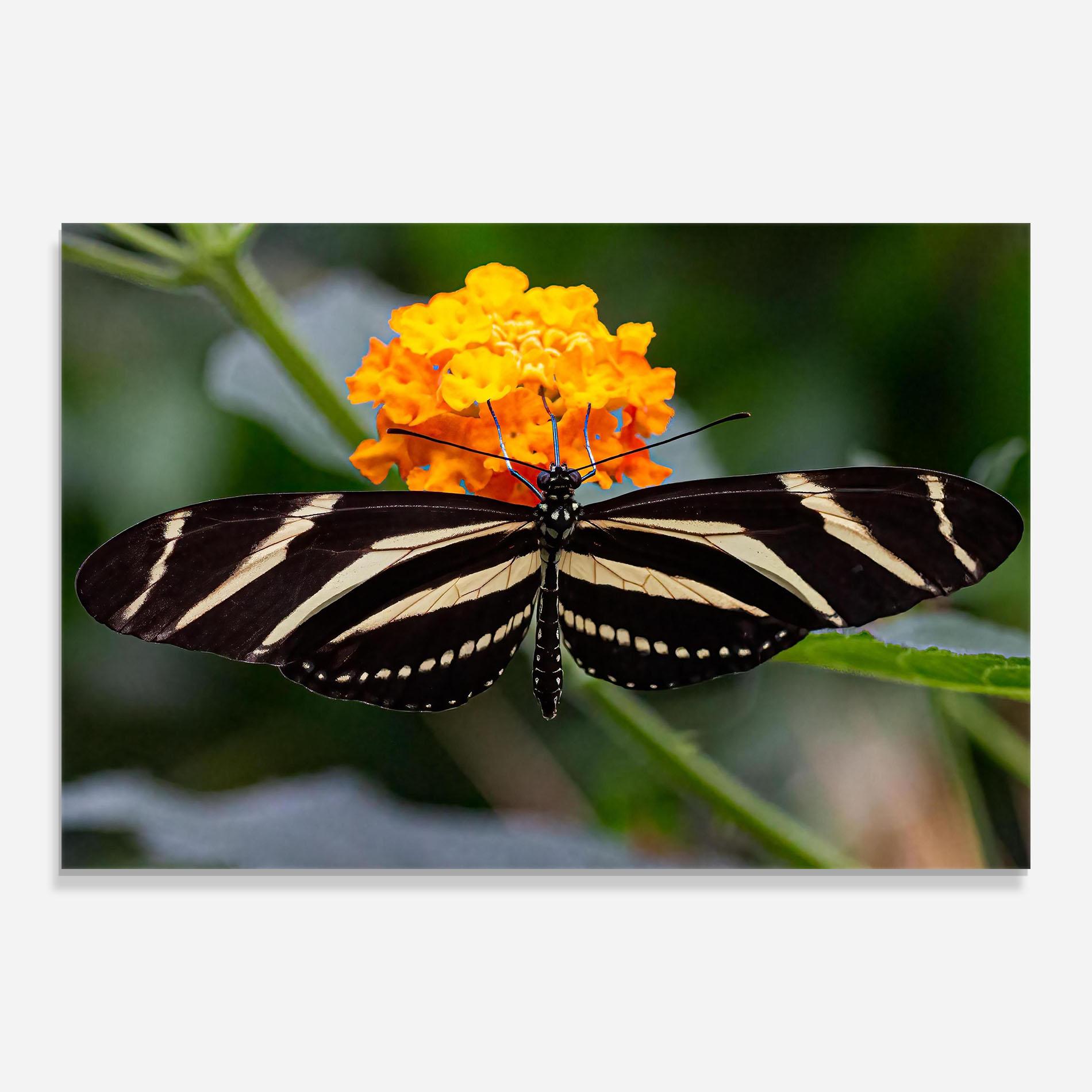 Glasbild Big Wings Butterfly mockup 0