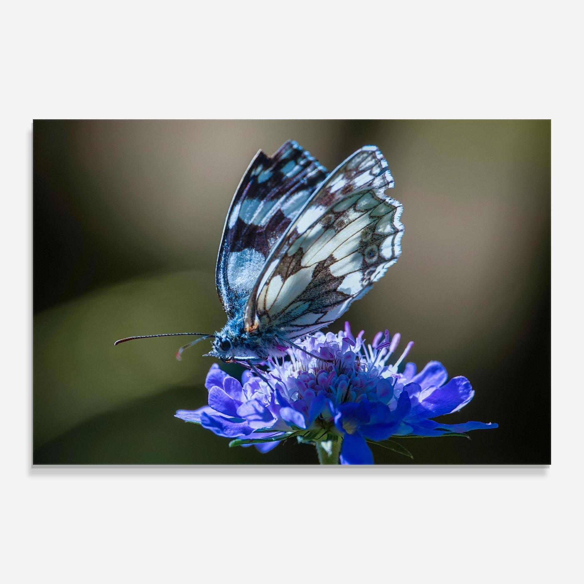 Glasbild Blue Butterfly In Nature mockup 0