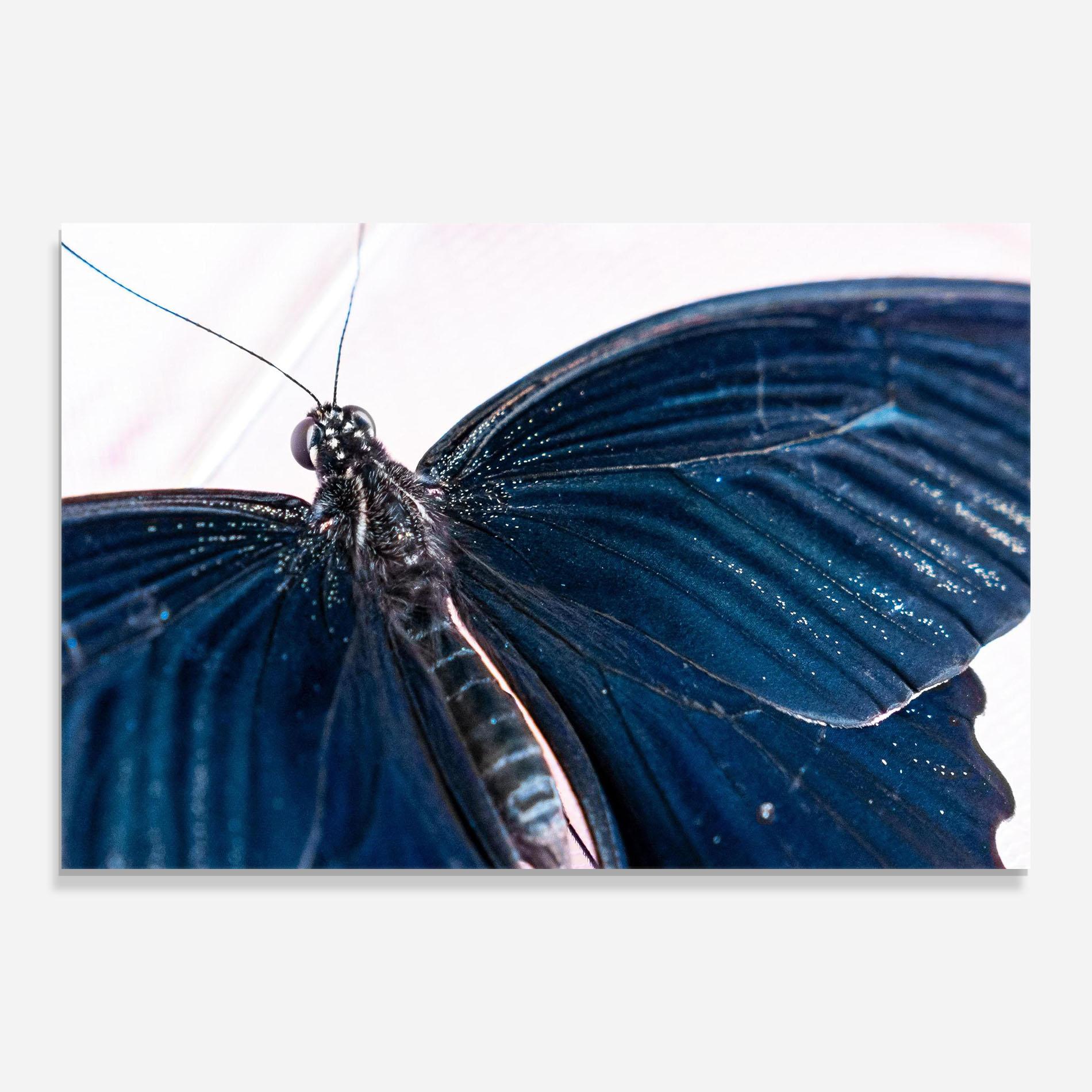 Glasbild Blue Butterfly mockup 0
