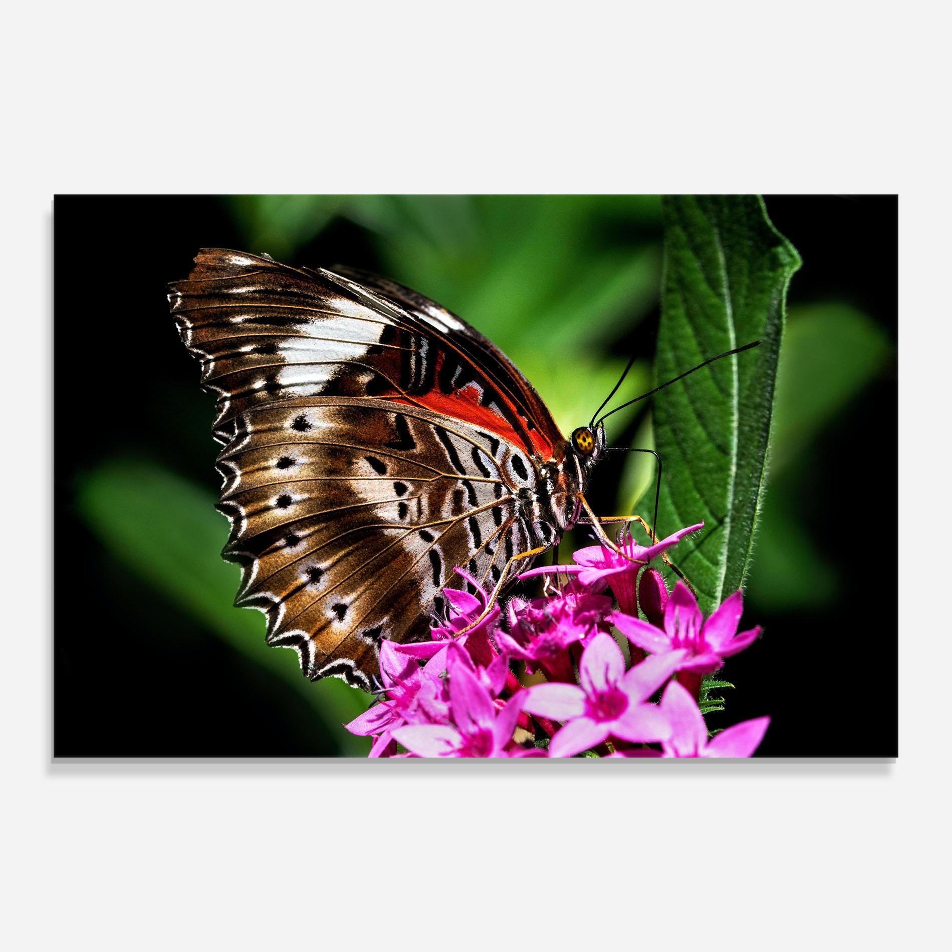 Glasbild Brown Red Butterfly mockup 0