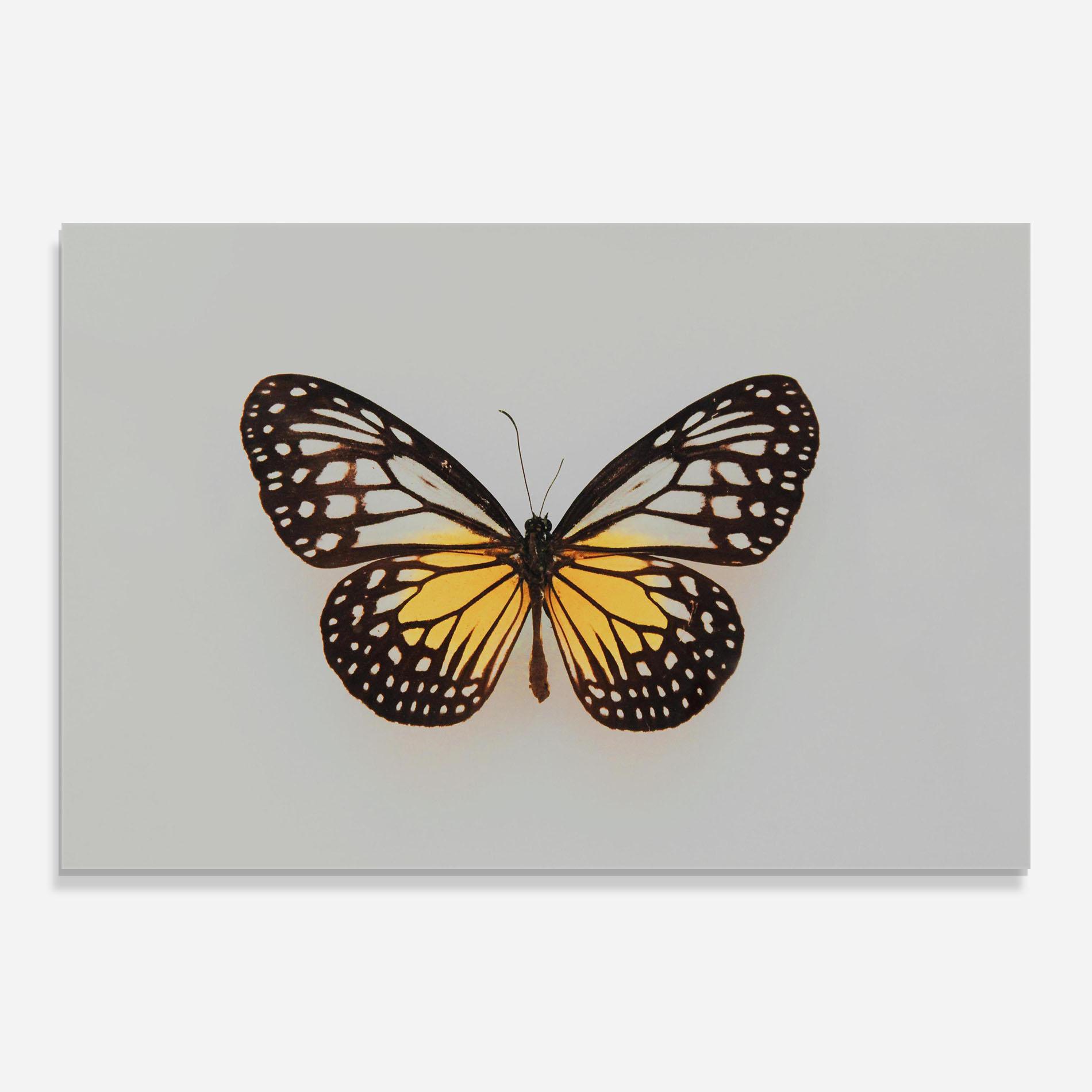 Glasbild Butterfly On Grey mockup 0