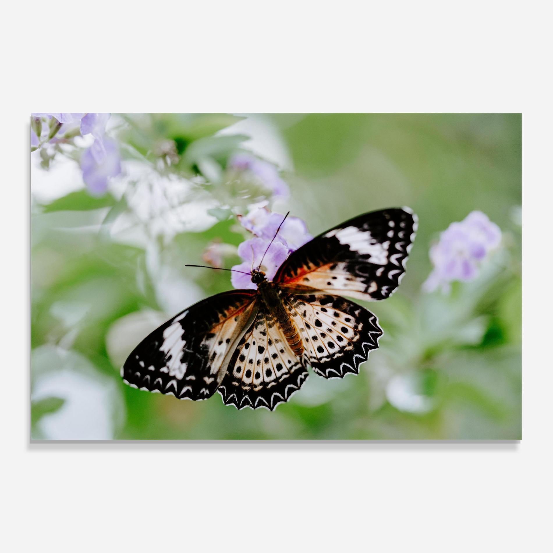 Glasbild Cream Orange Butterfly mockup 0