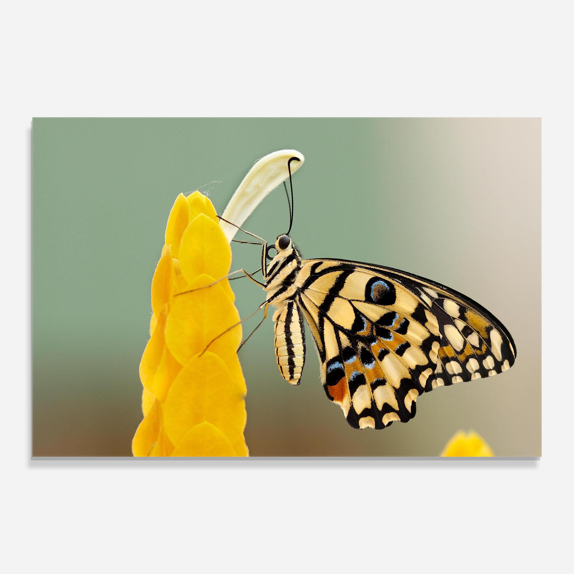 Glasbild Cream Yellow Butterfly mockup 0