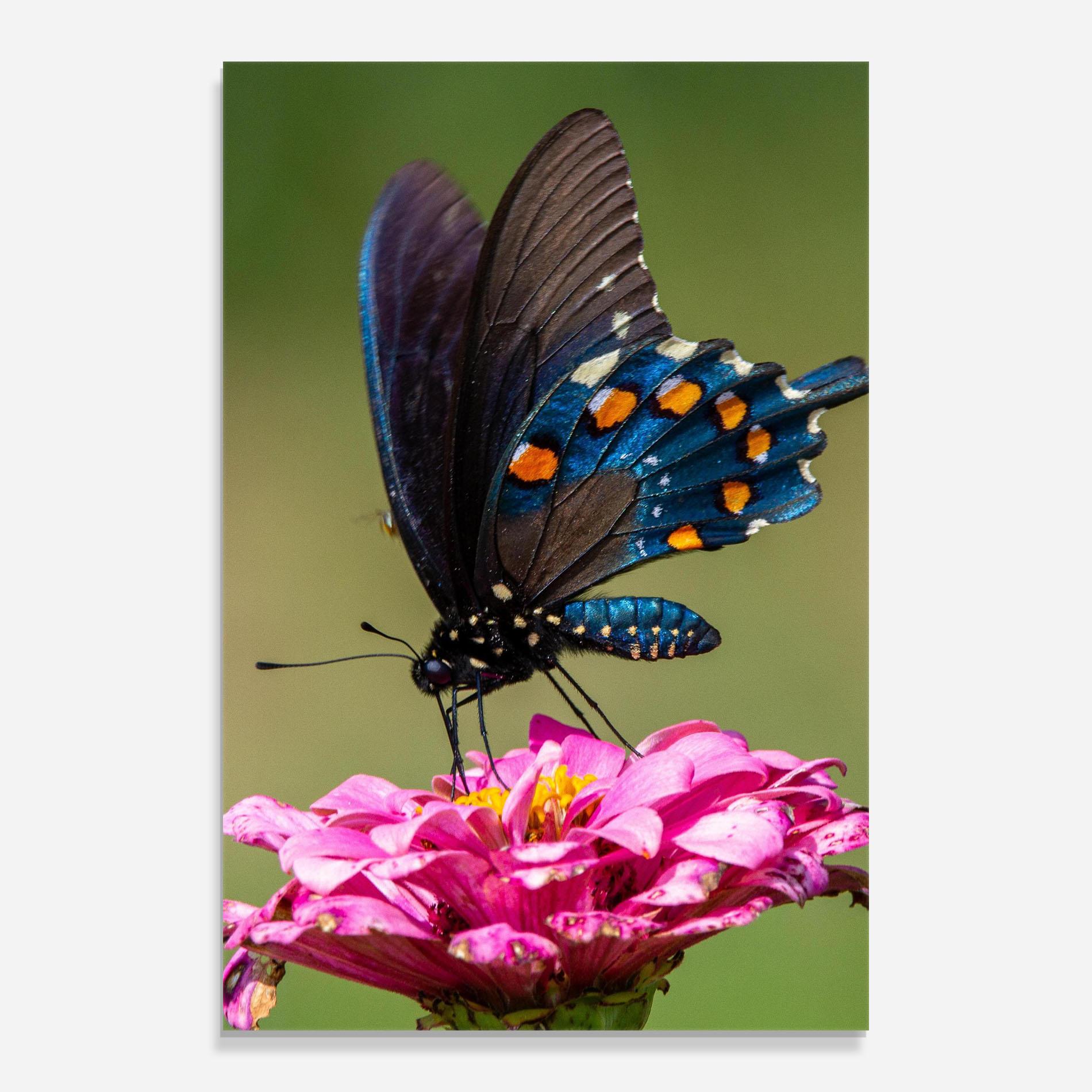 Glasbild Blue Grey Butterfly mockup 0