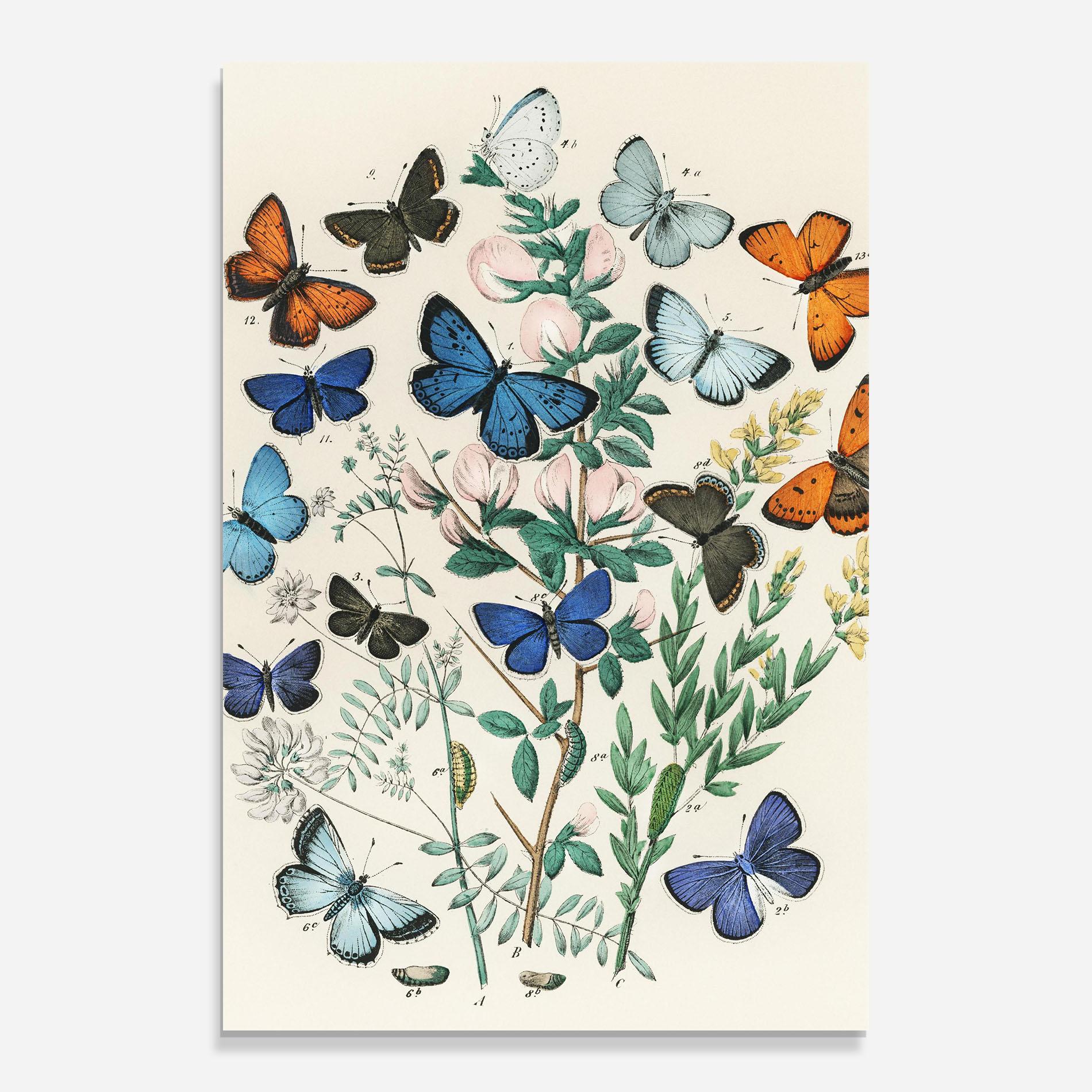 Glasbild Blue Orange Butterflies mockup 0