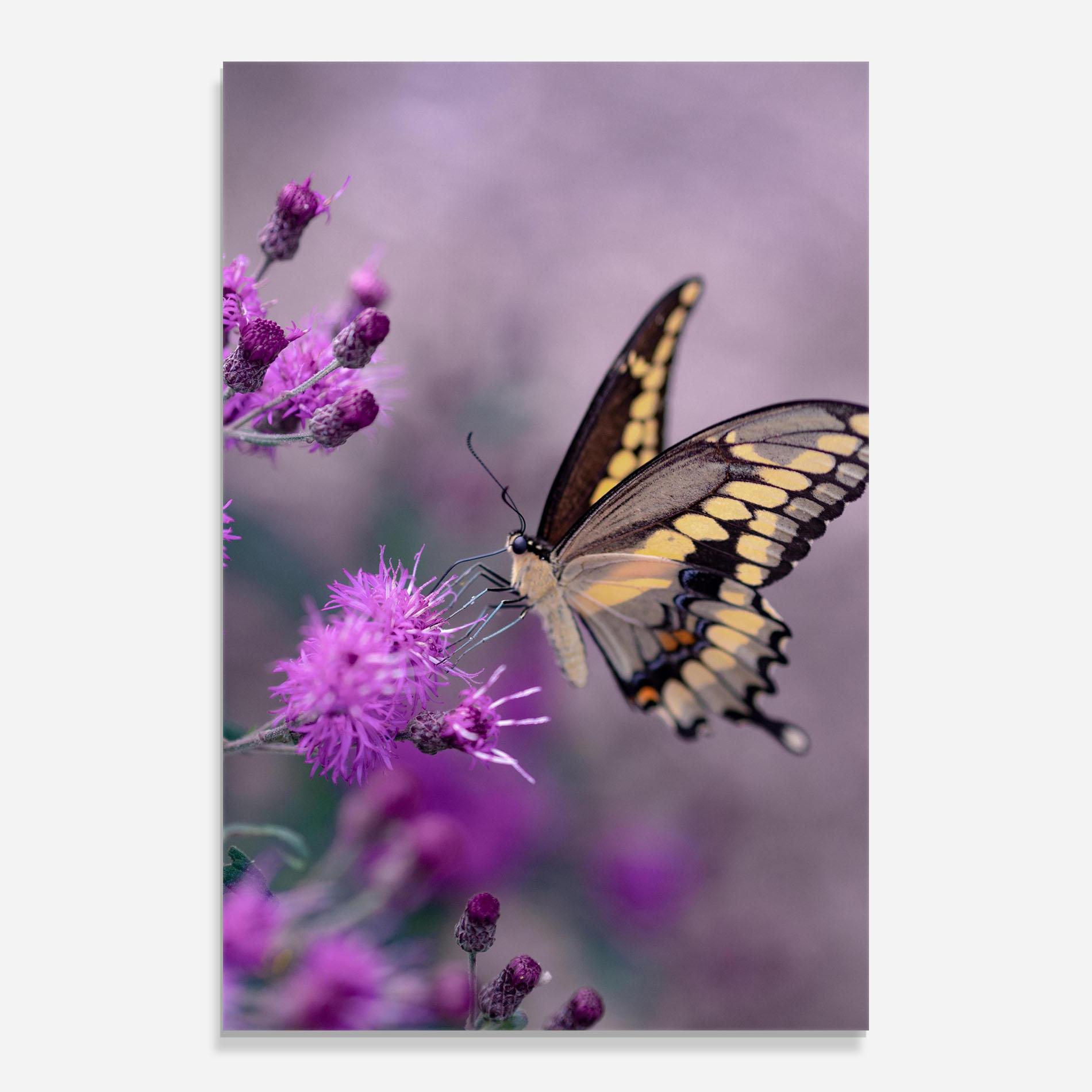 Glasbild Cream Black Butterfly mockup 0