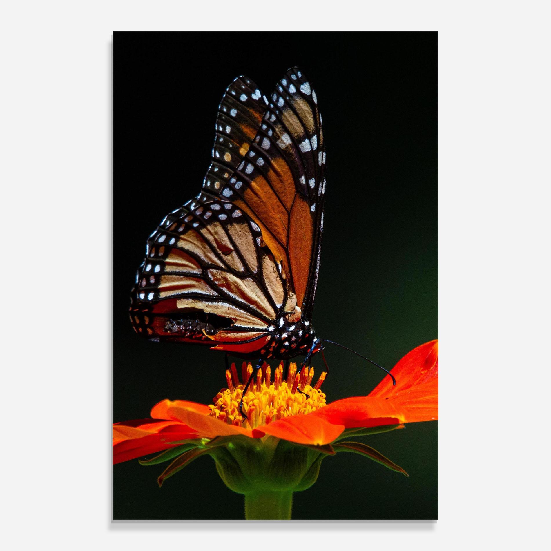 Glasbild Dark Orange Butterfy mockup 0