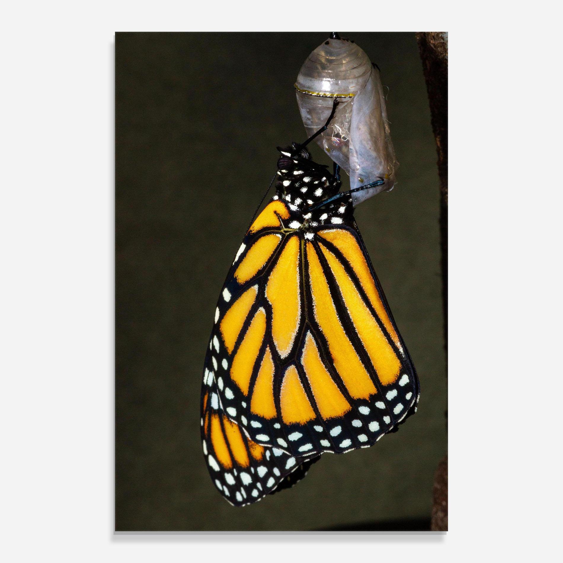 Glasbild Dark Yellow Butterfly mockup 0