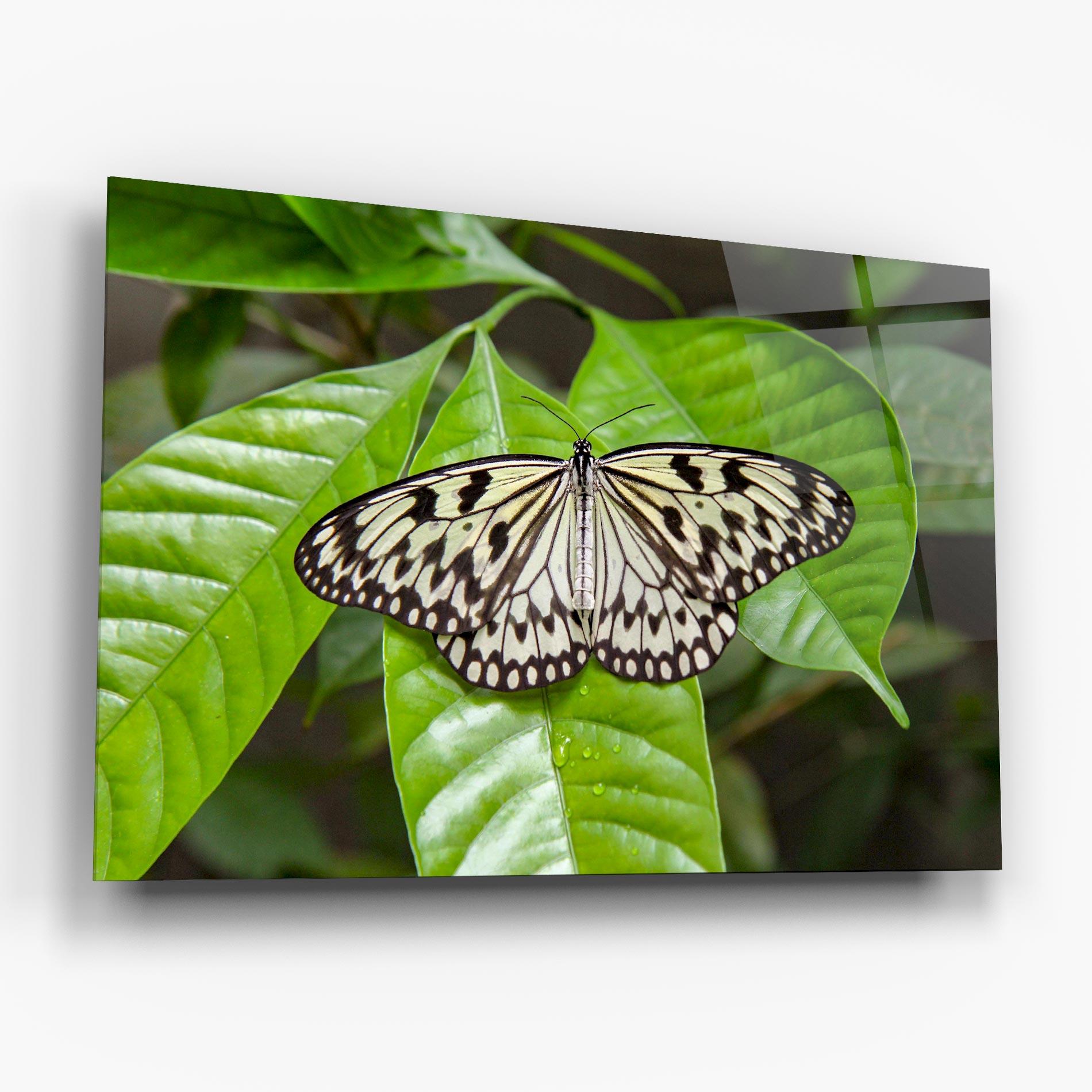 Glasbild Beautiful White Butterfly mockup 6