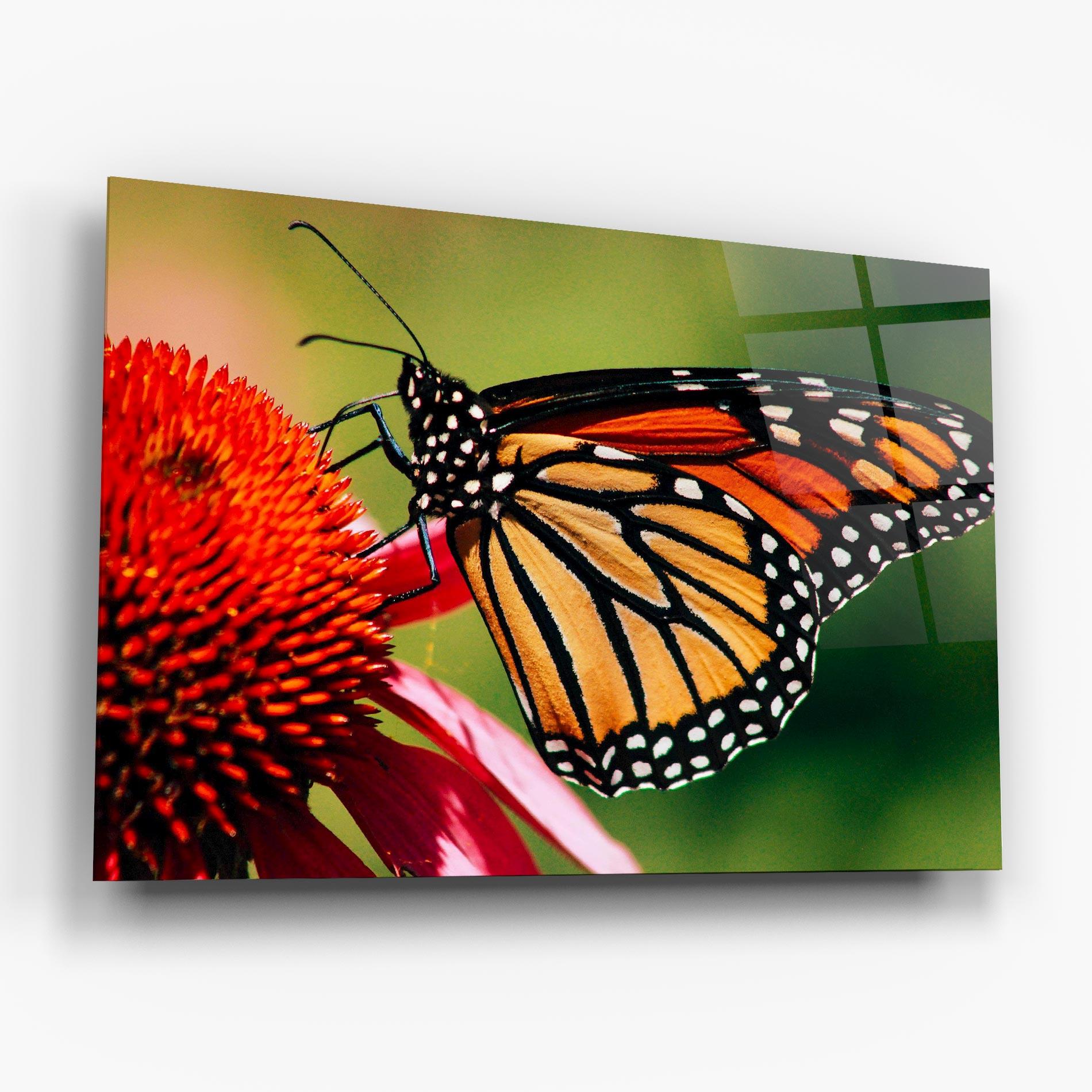 Glasbild Big Orange Butterfly mockup 6