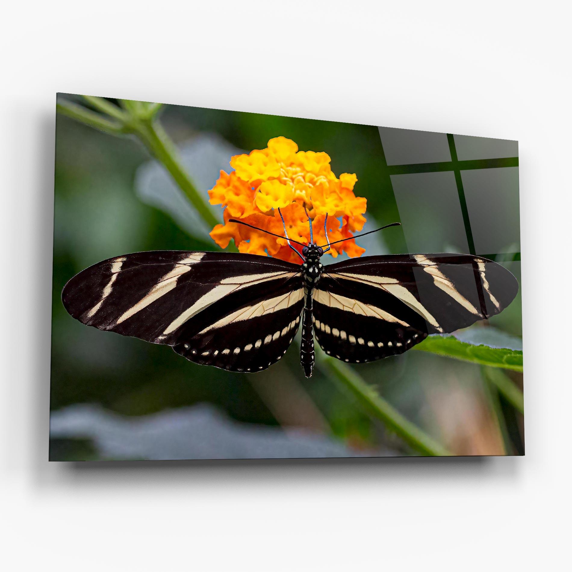 Glasbild Big Wings Butterfly mockup 6