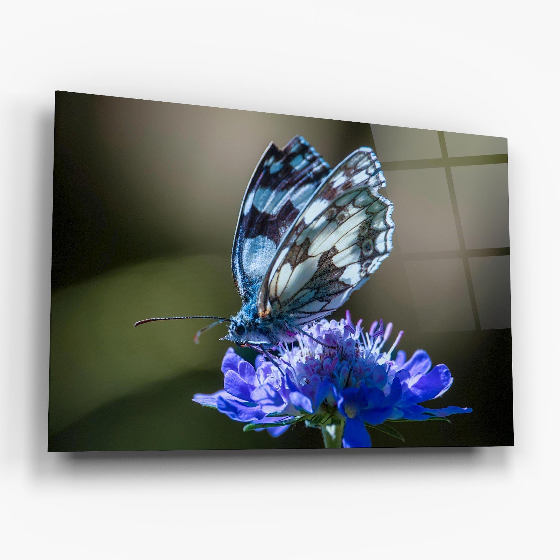 Glasbild Blue Butterfly In Nature mockup 6