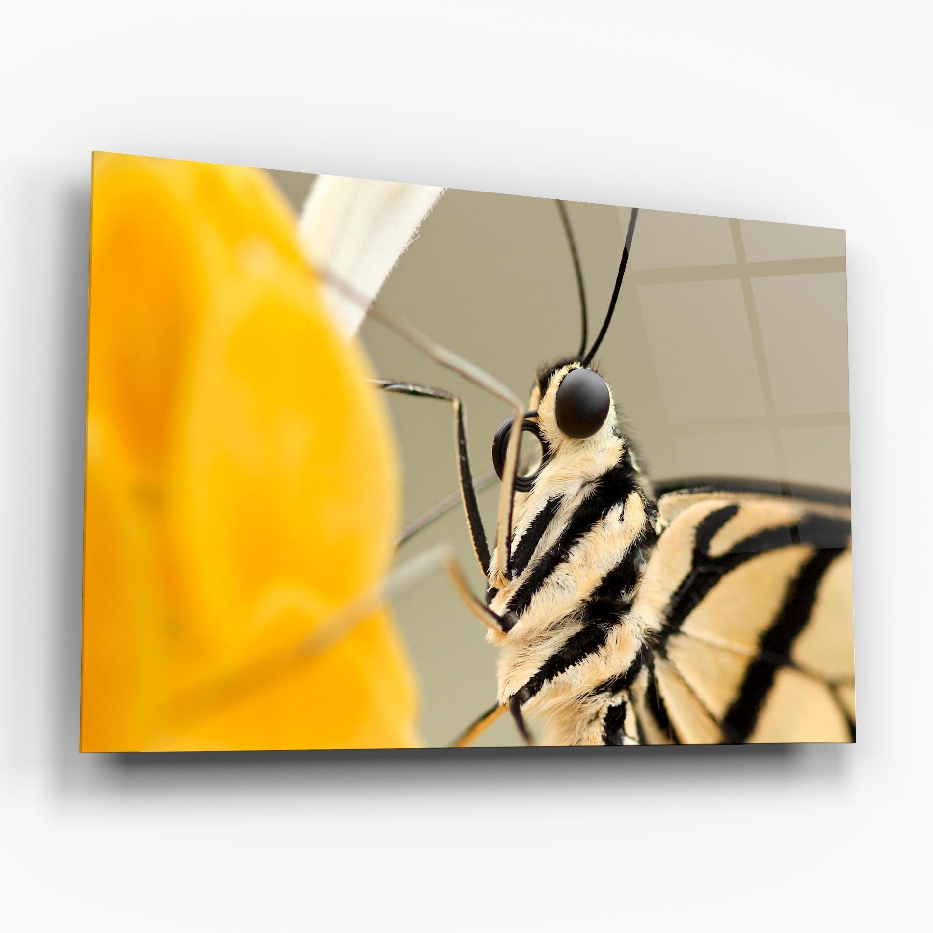 Glasbild Close Up Cream Butterfly mockup 6