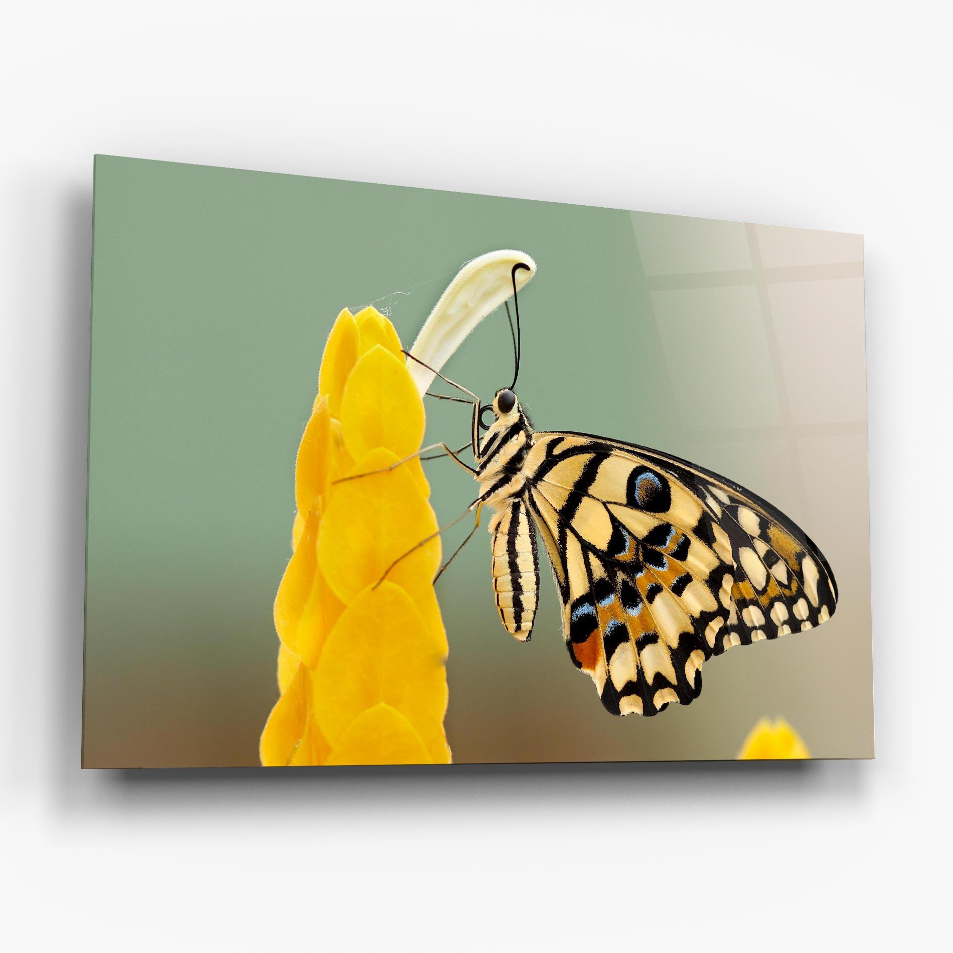 Glasbild Cream Yellow Butterfly mockup 6