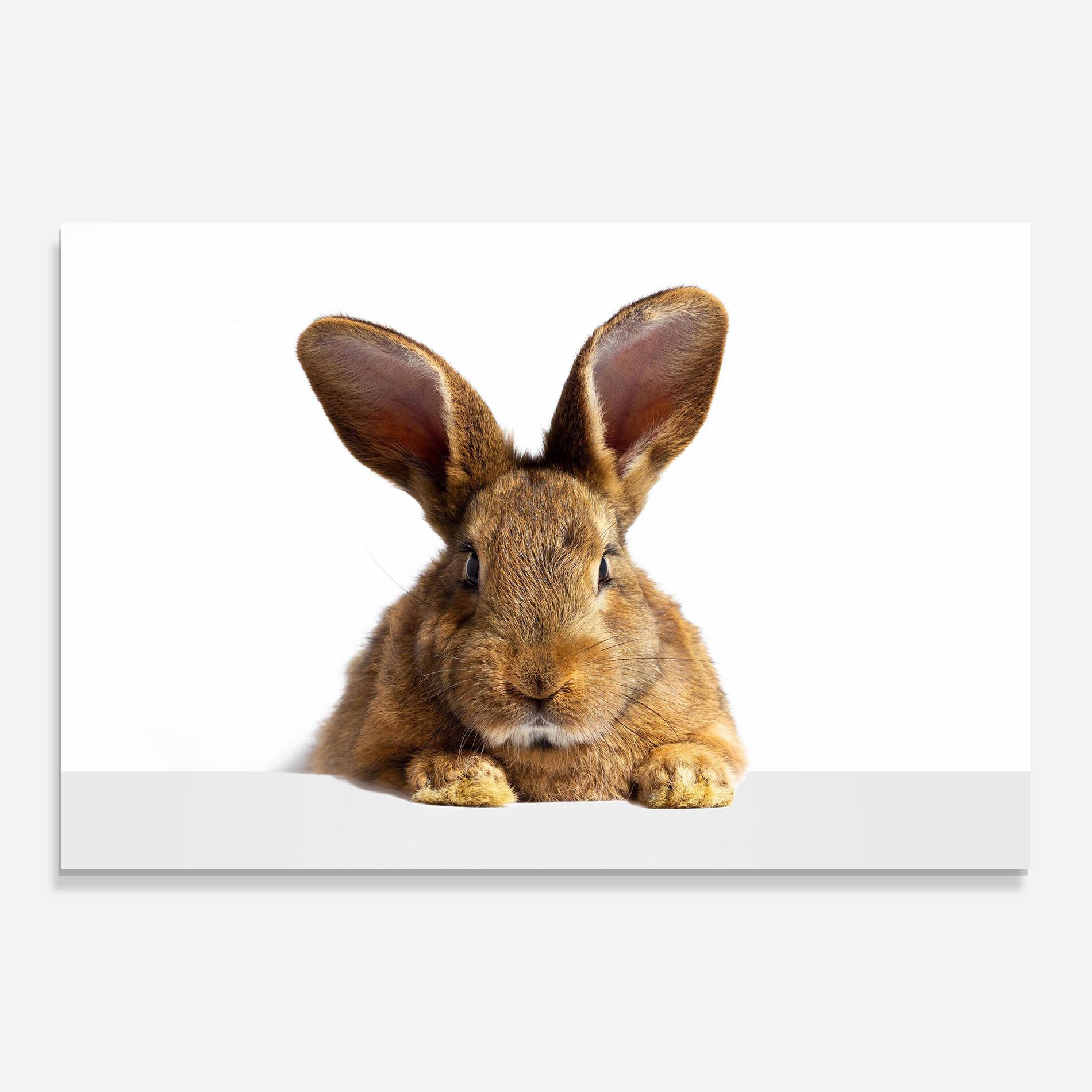 Glasbild Brown Cute Bunny mockup 0