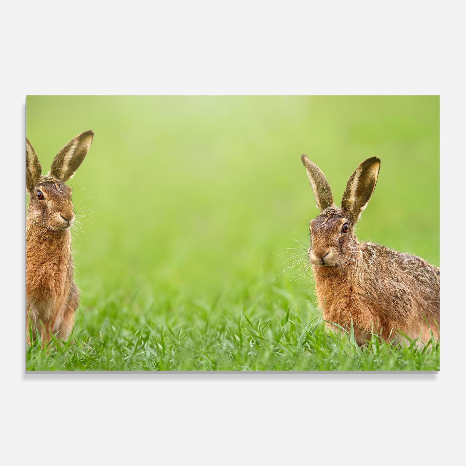 Glasbild Brown Hares mockup 0
